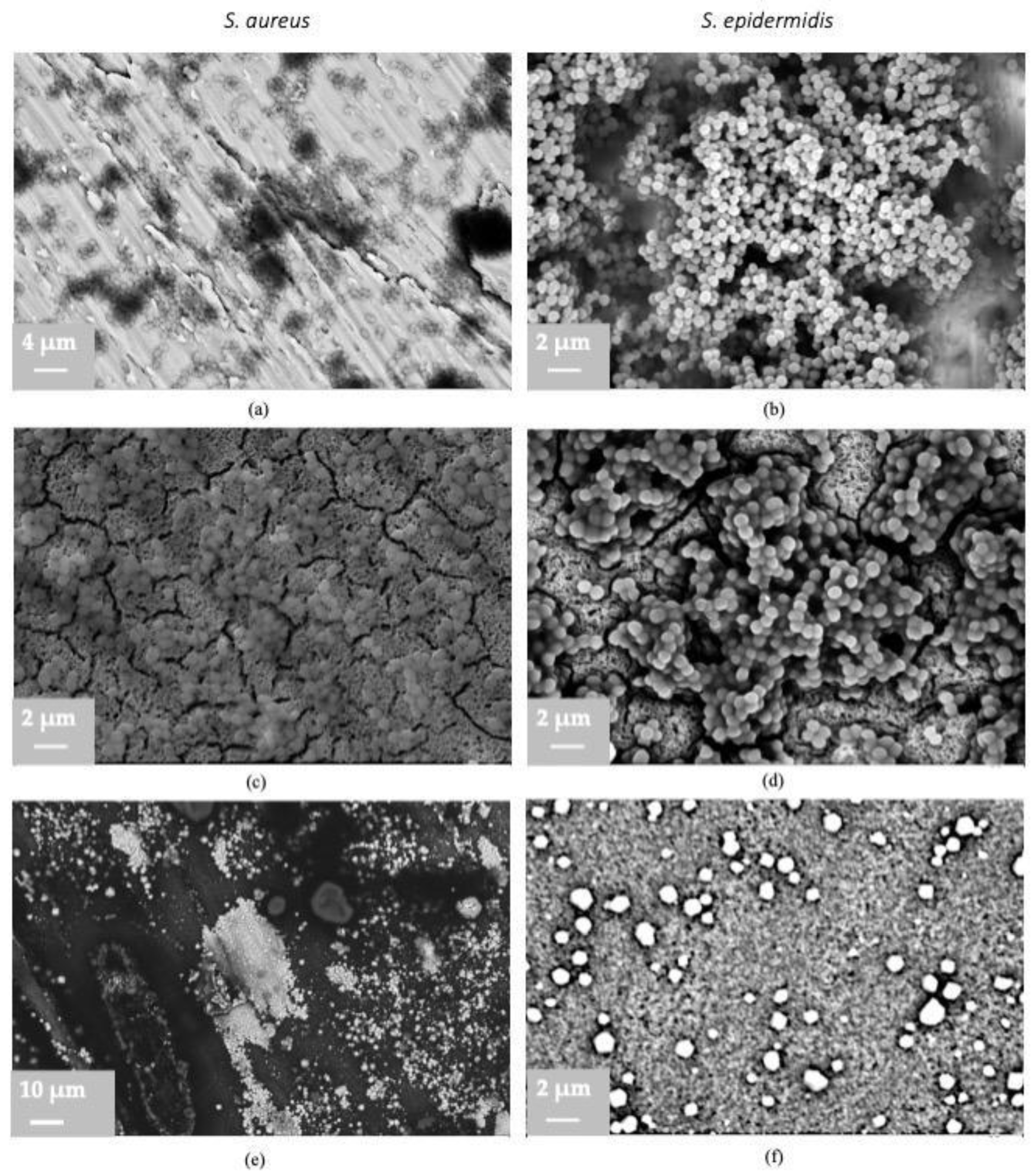Coatings 14 00052 g006