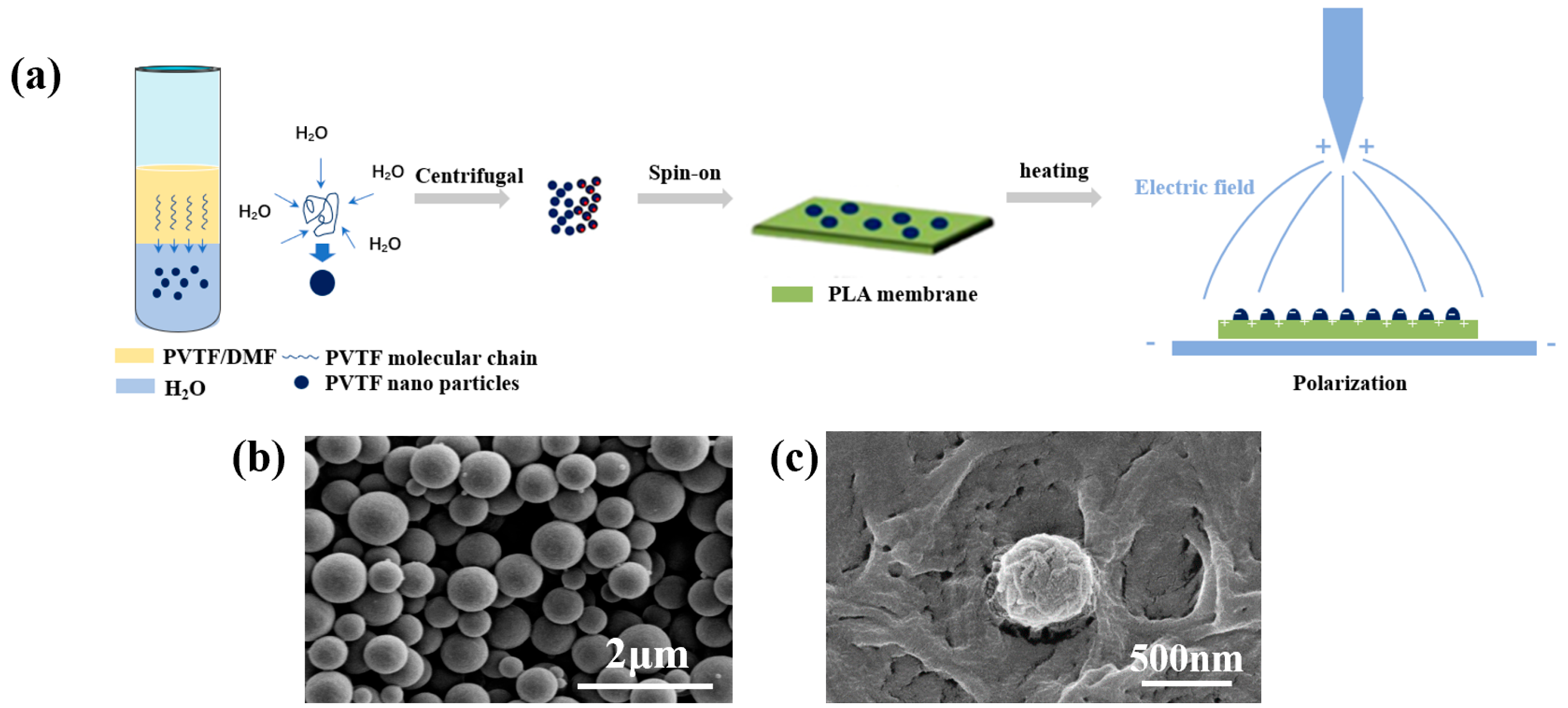 PVTF Nanoparticles/PLA Electroactive Degradable Membrane for Bone ...