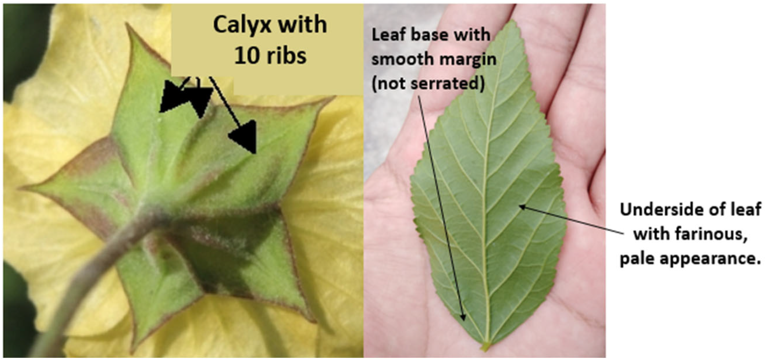 Coatings 14 00154 g006