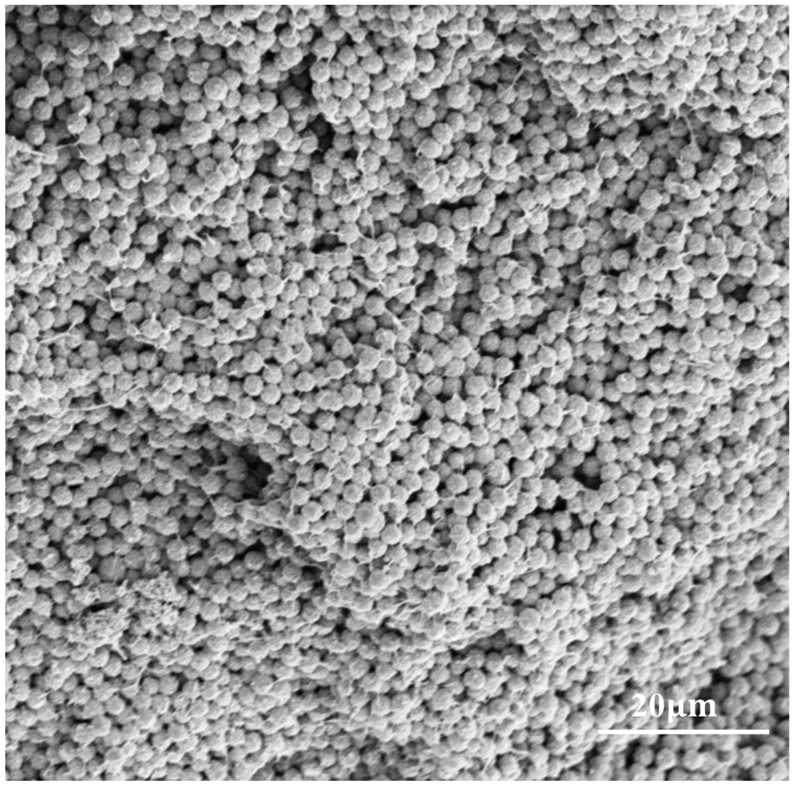 Coatings 14 00196 g003