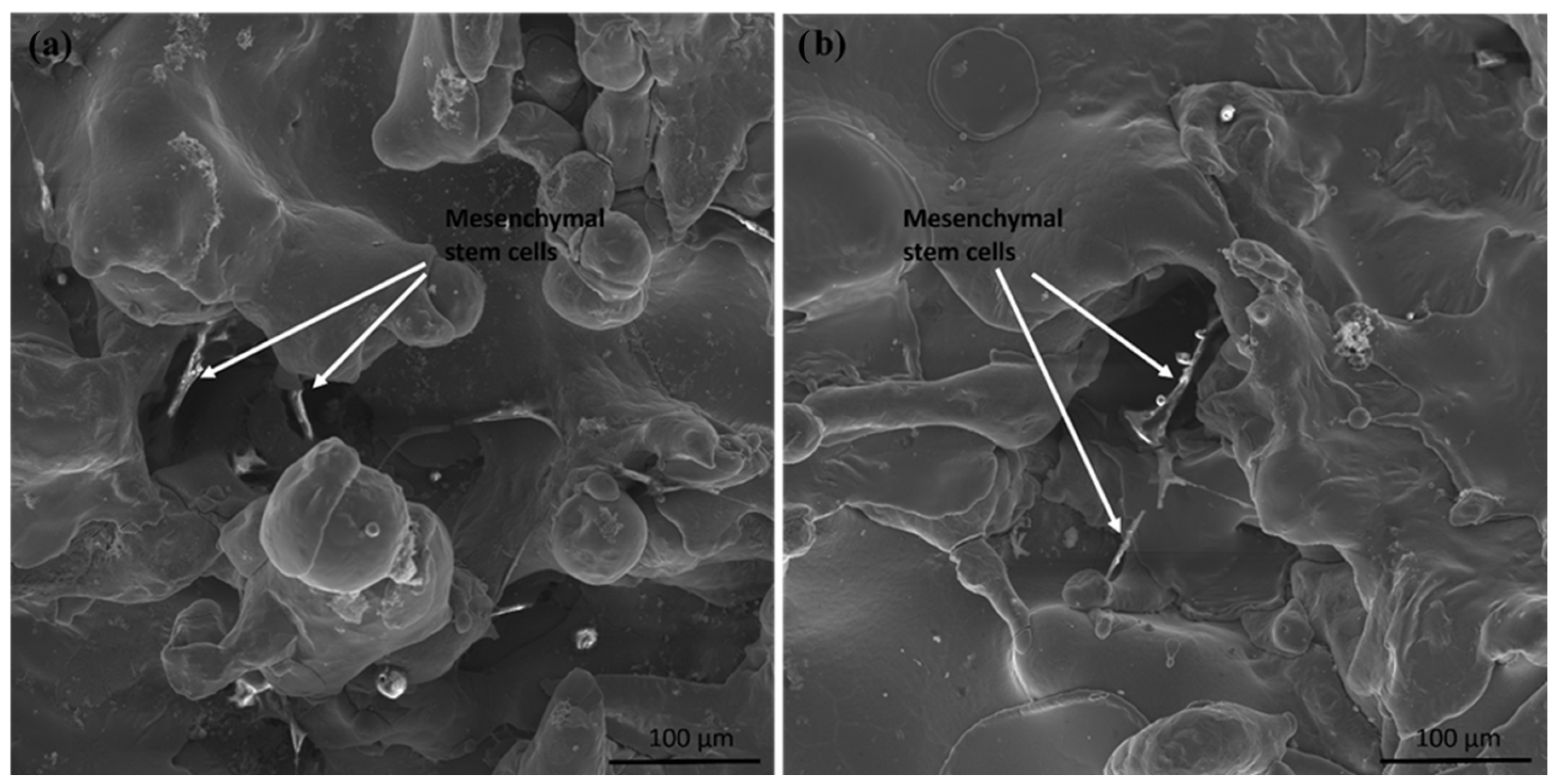 Coatings 14 00206 g011