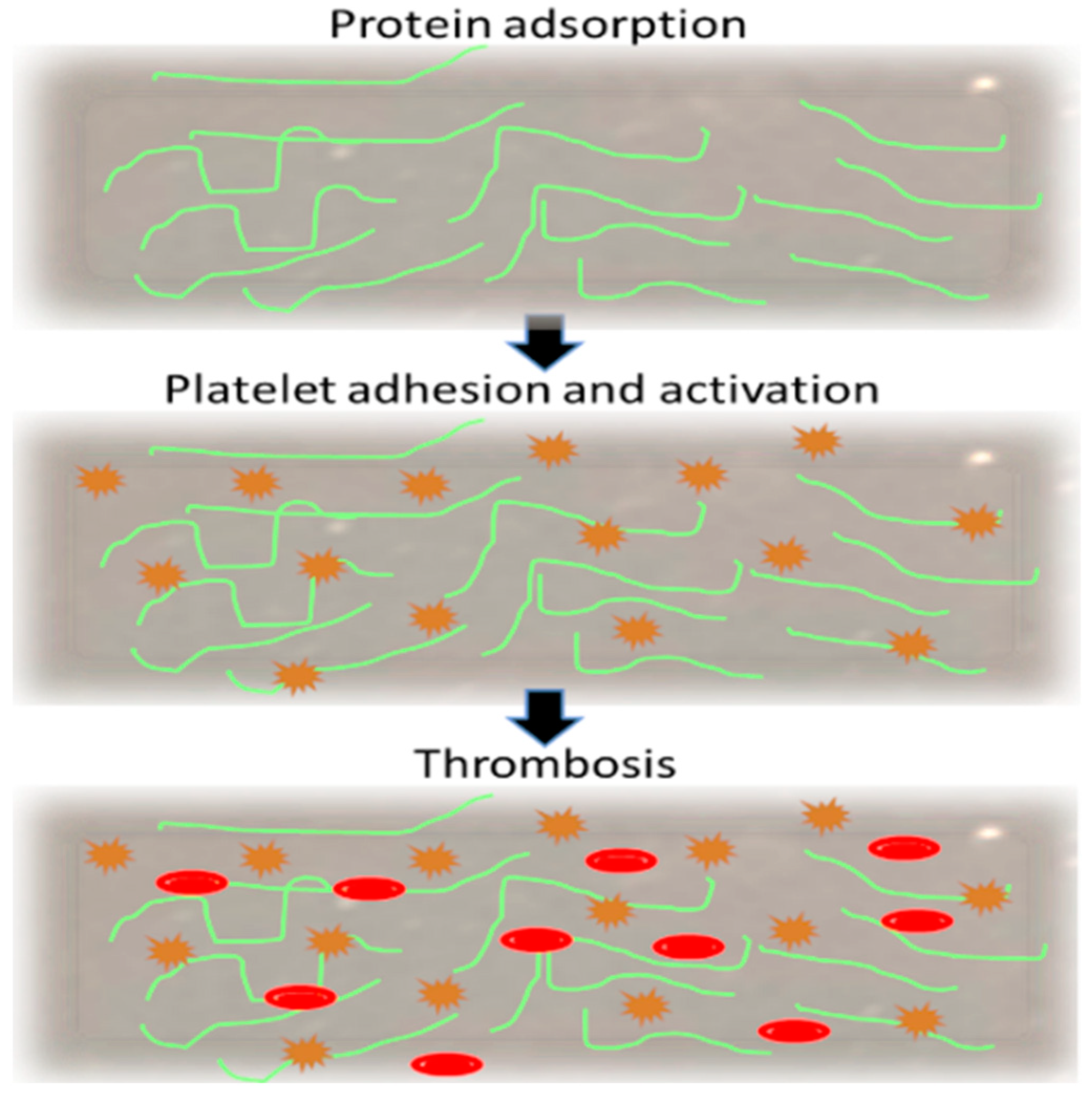 Coatings 14 00248 g006 Coatings 14 00248 g006