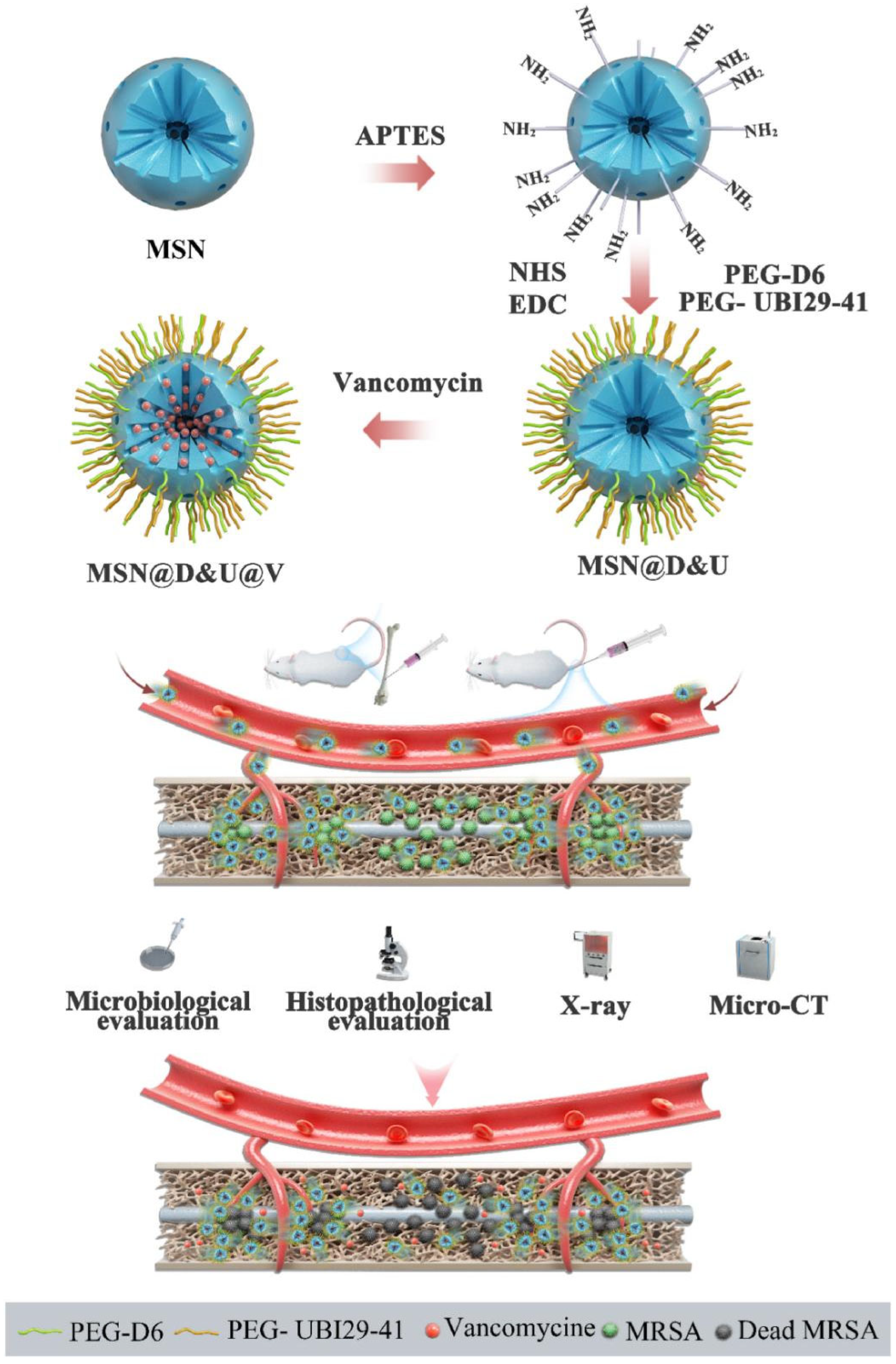 Coatings 14 00254 g002 Coatings 14 00254 g002