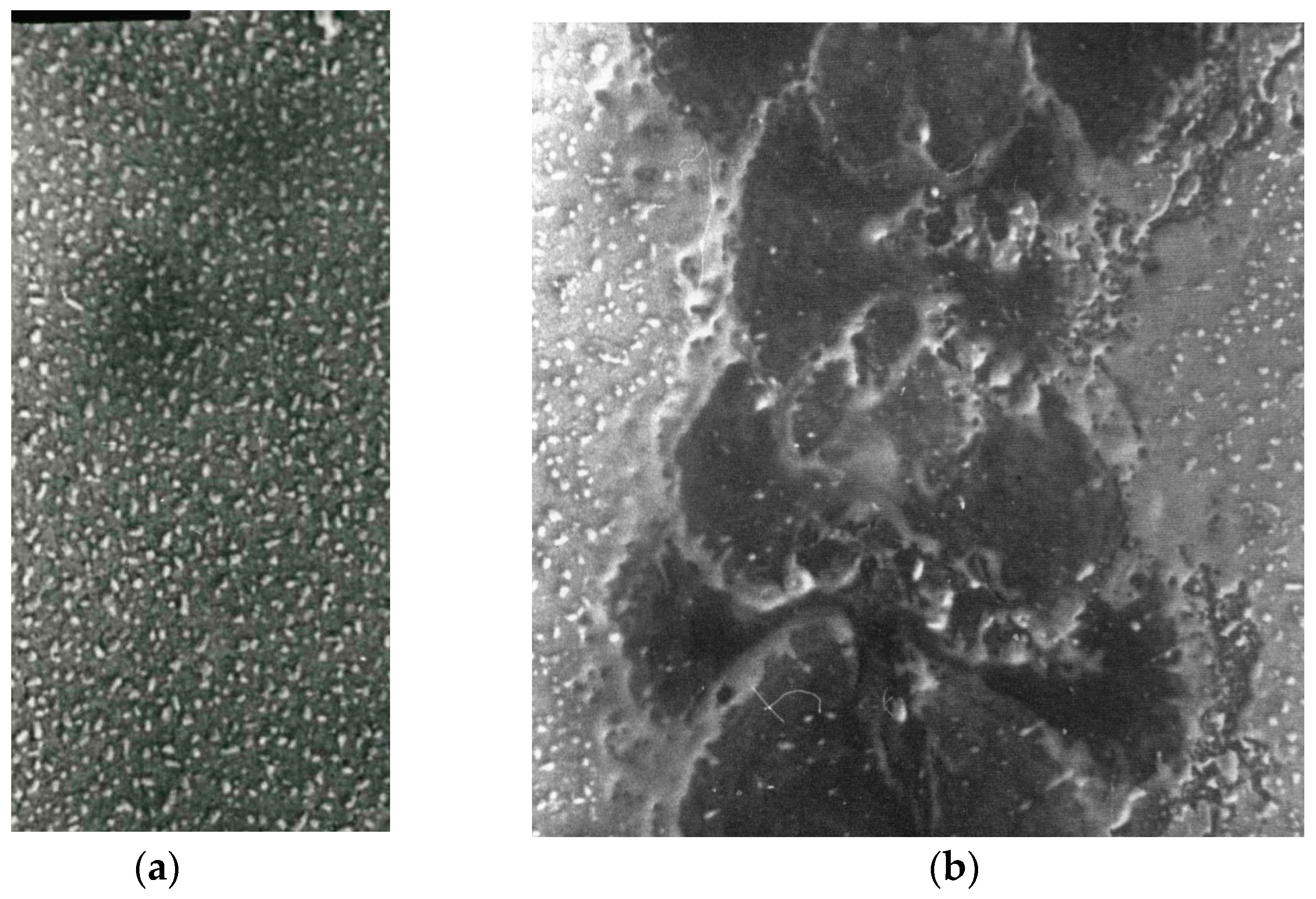 Coatings 14 00266 g001