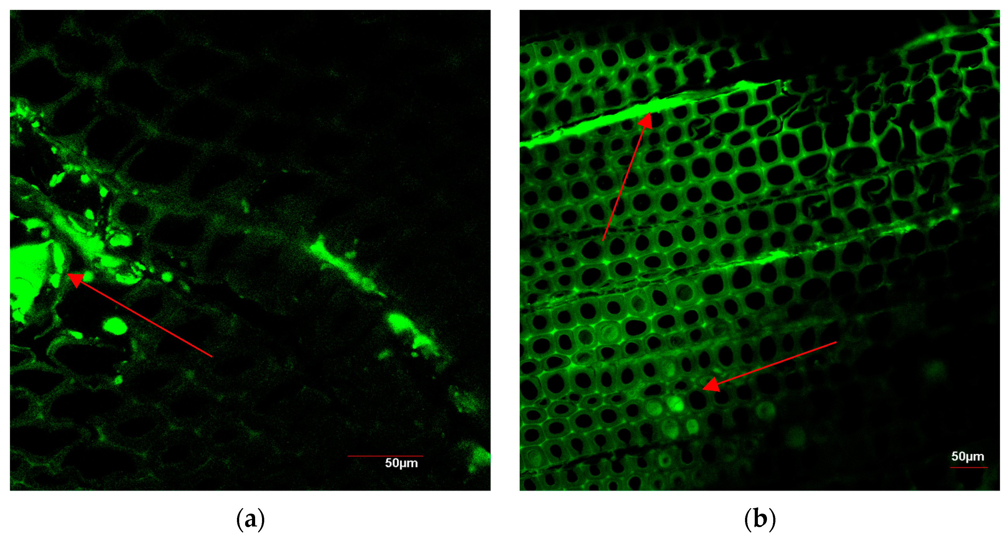 Coatings 14 00321 g005