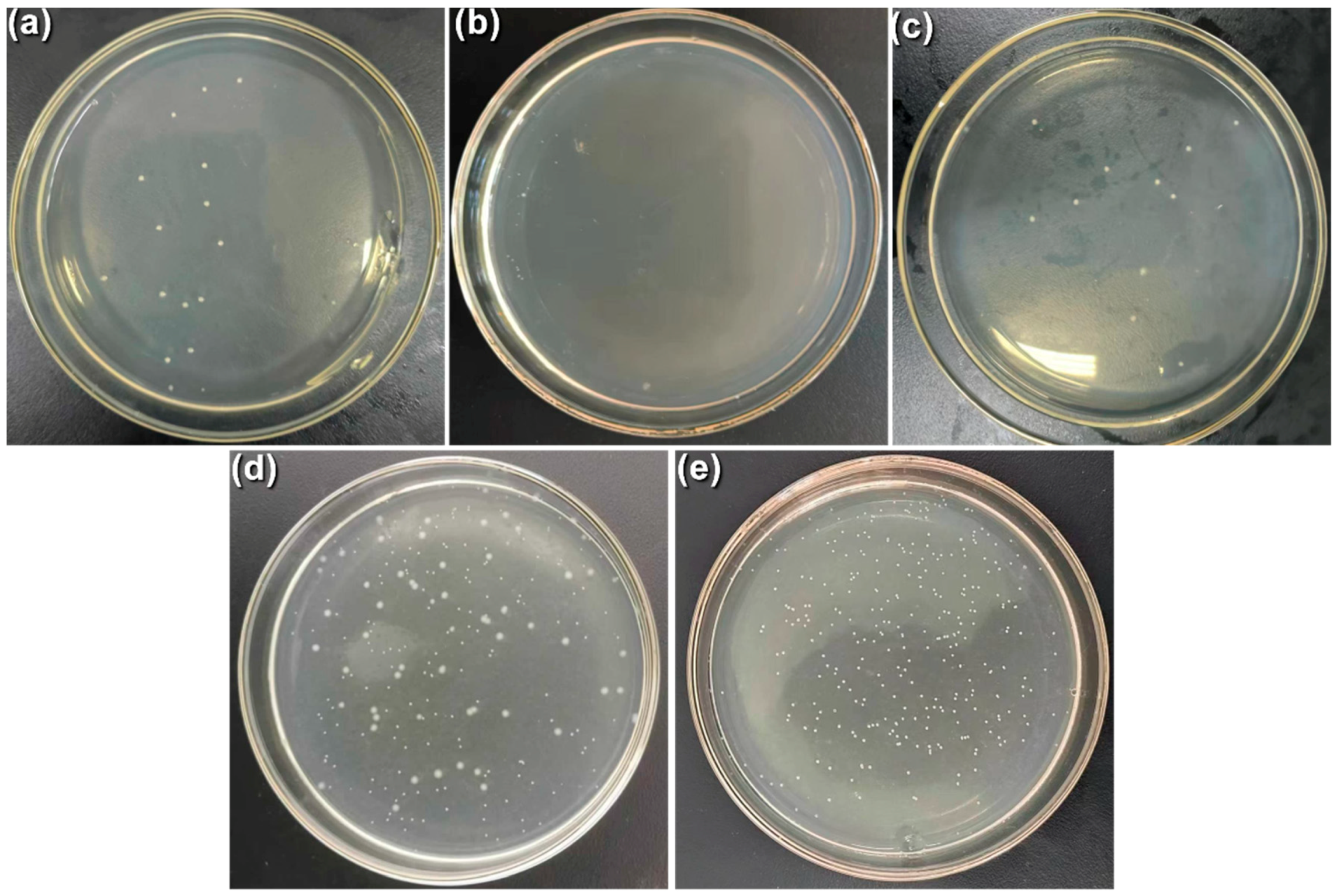 Coatings 14 00353 g017