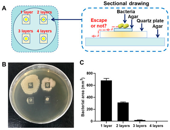Borneol-Modified Chitosan Coating with Antibacterial