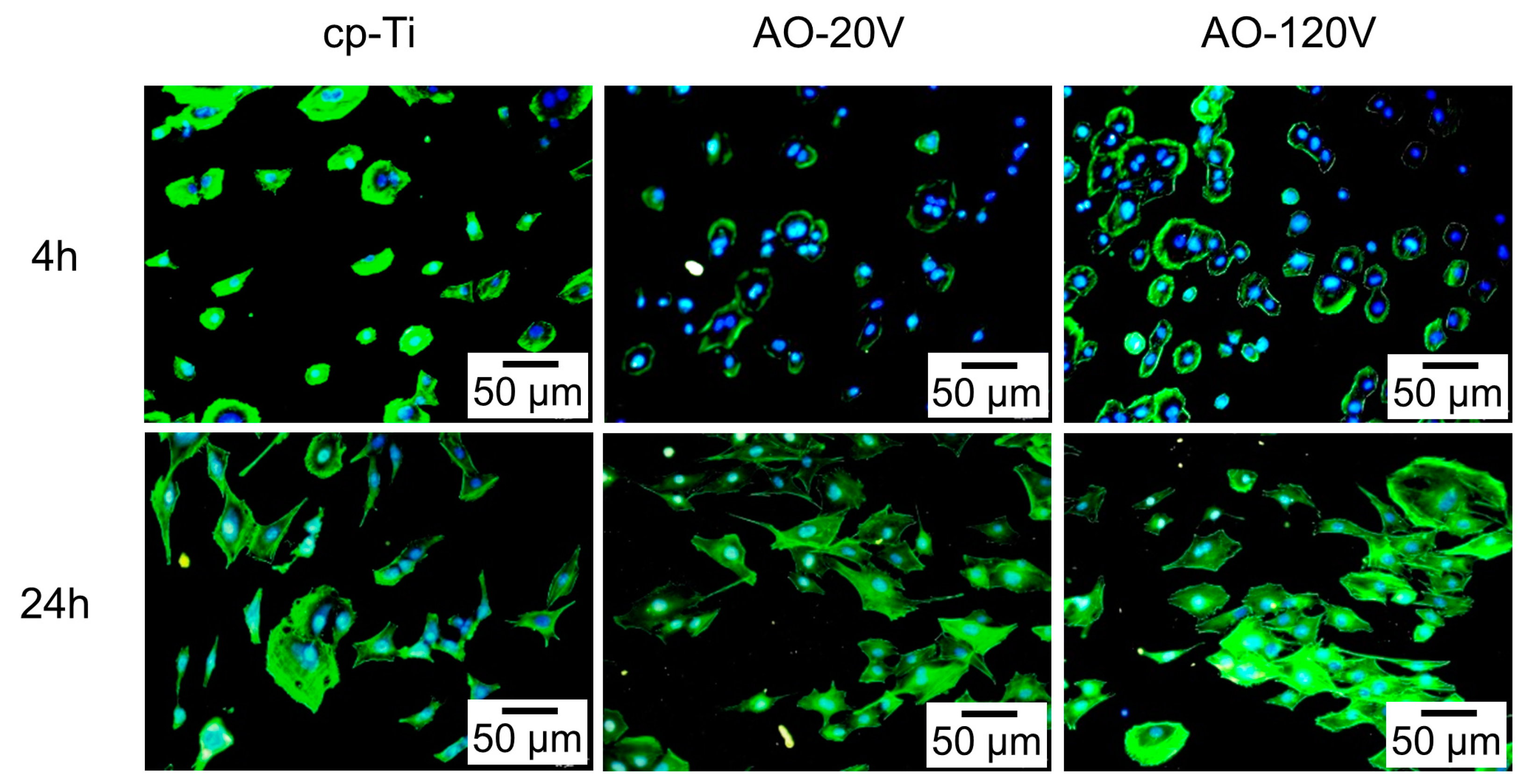 Coatings 14 00405 g012