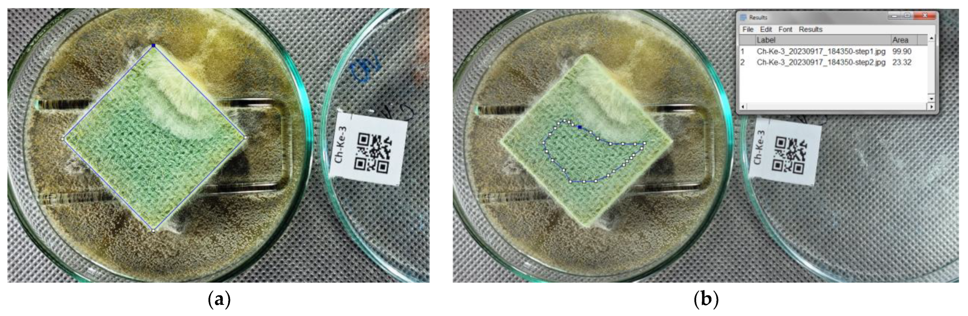 Coatings 14 00433 g004