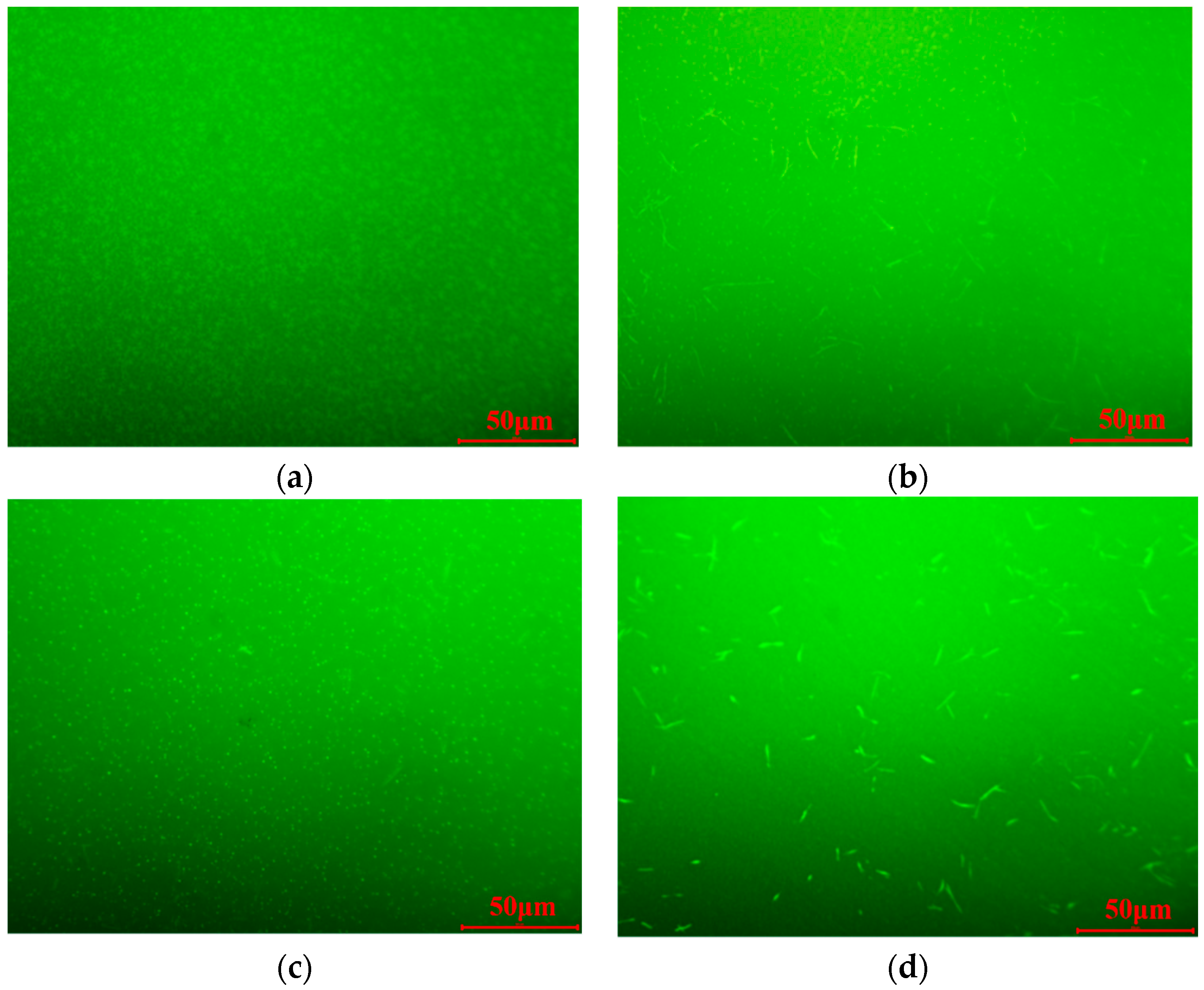 Coatings 14 00522 g009