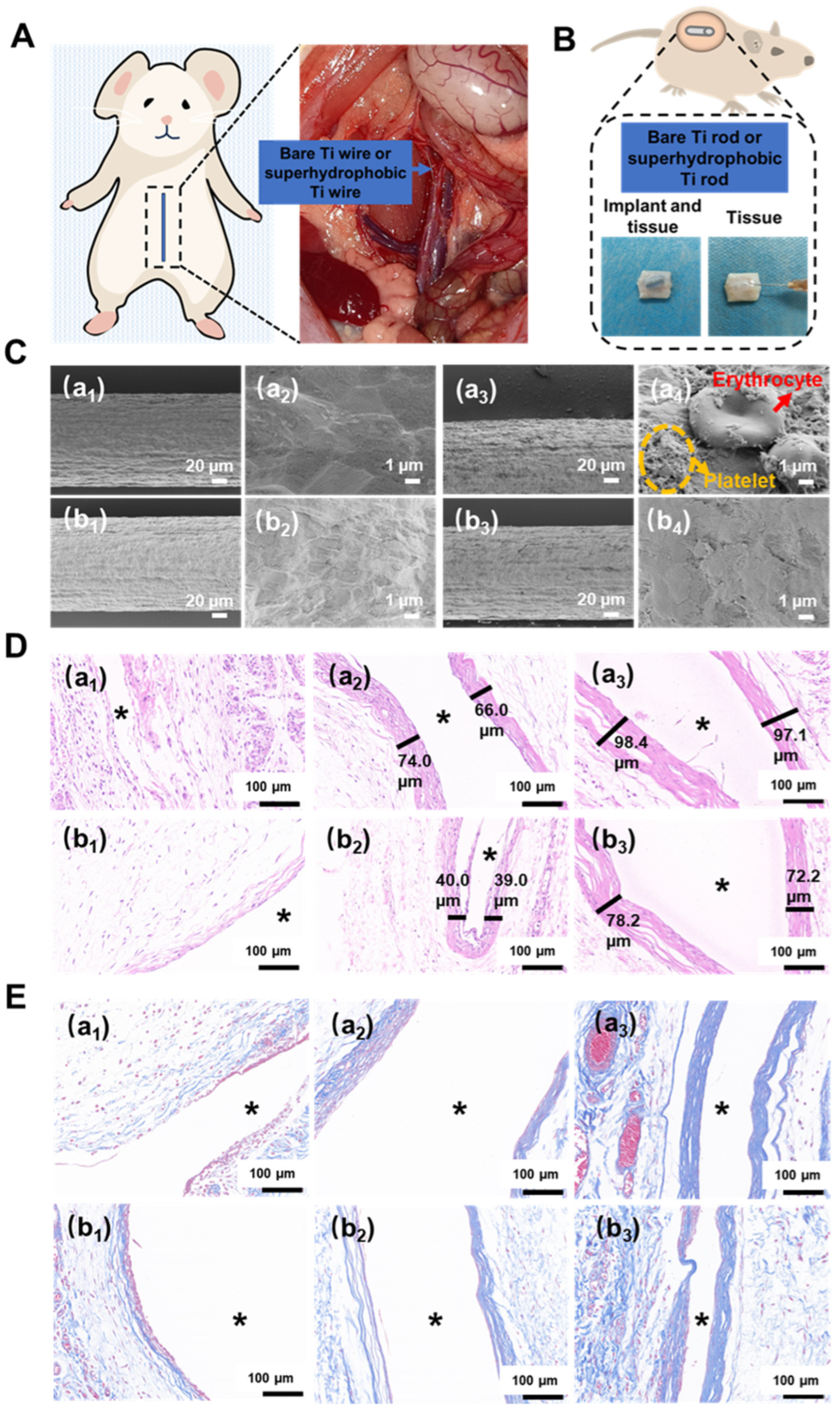 Coatings 14 00571 g014