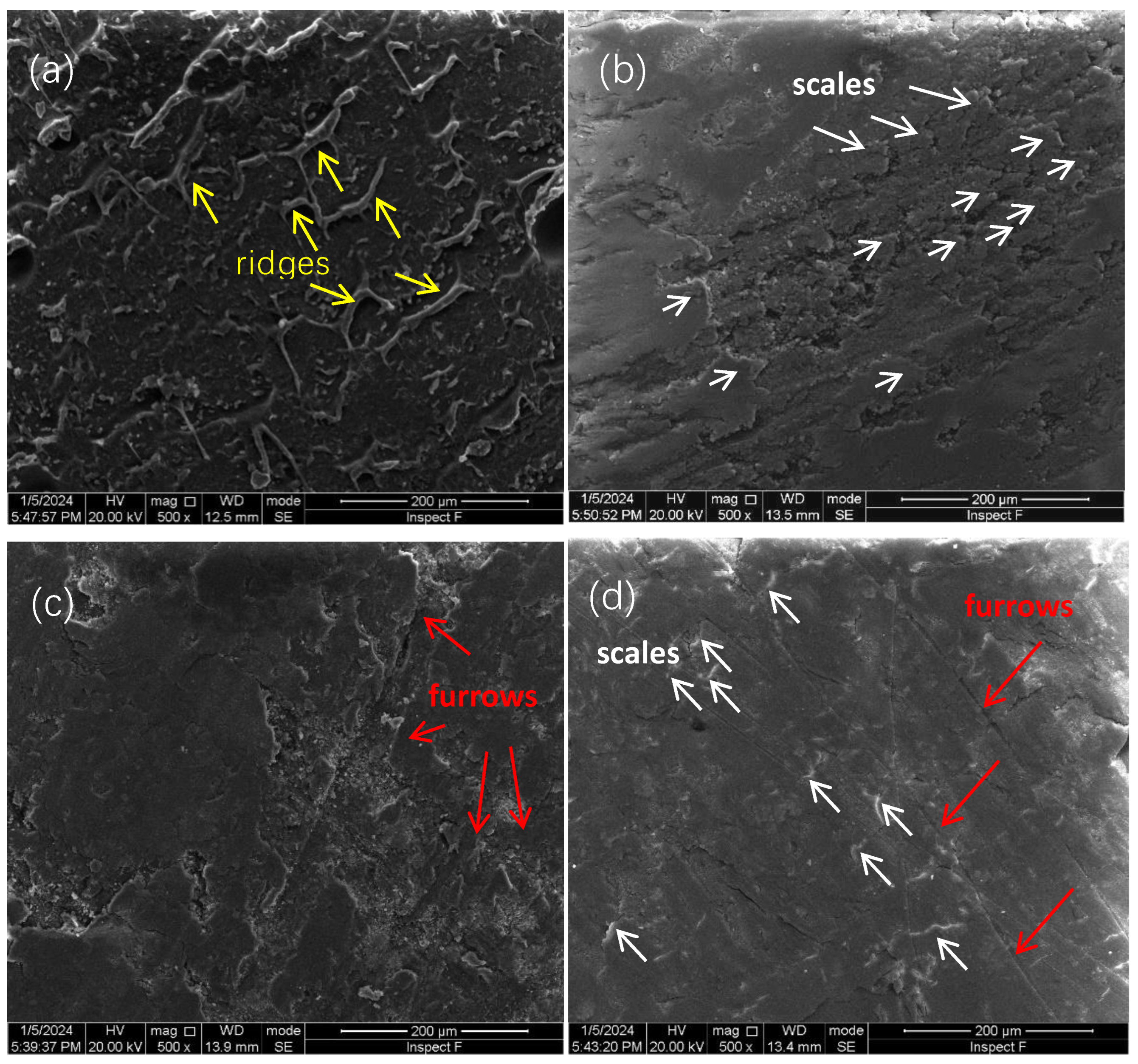 Coatings 14 00632 g006