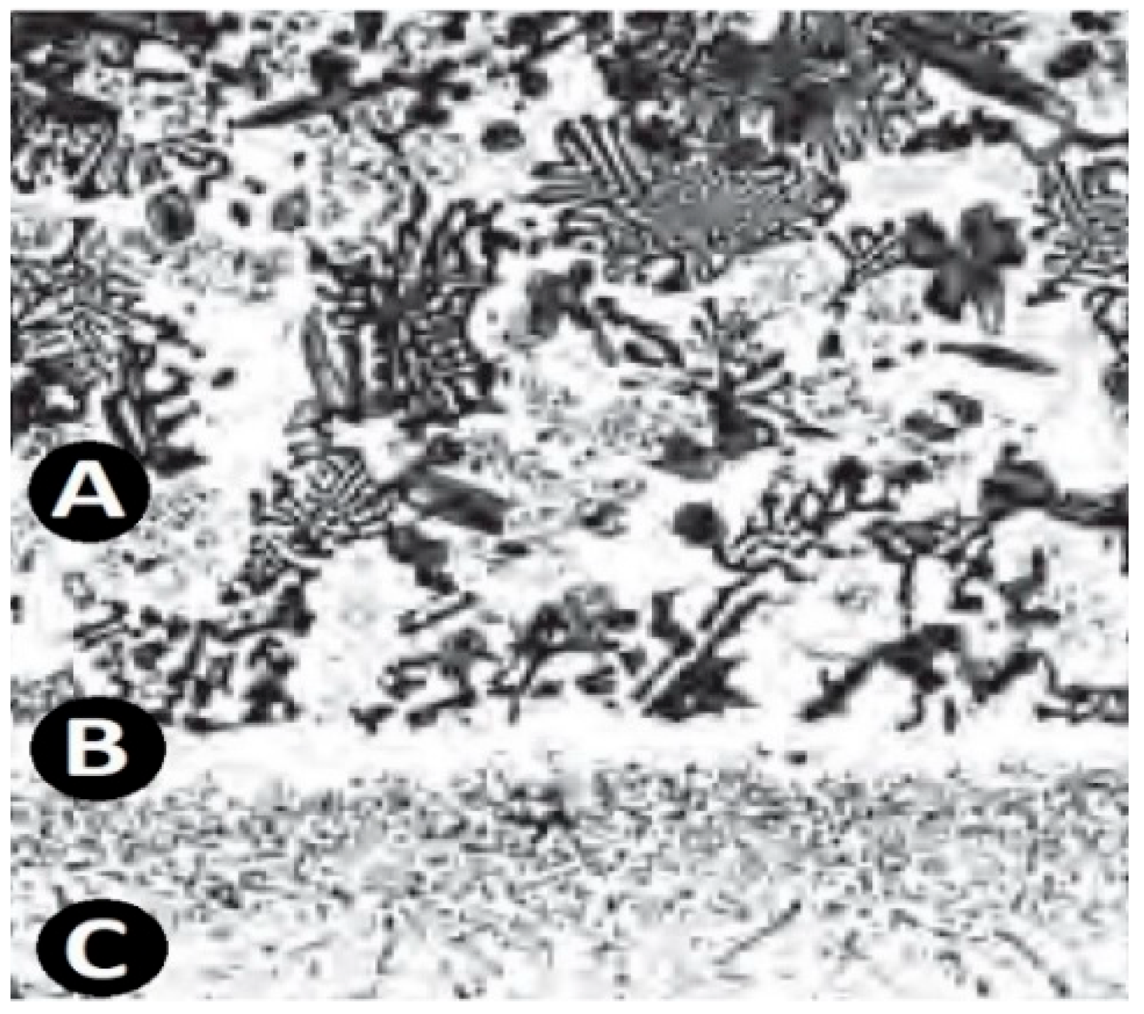 Coatings 14 00637 g002