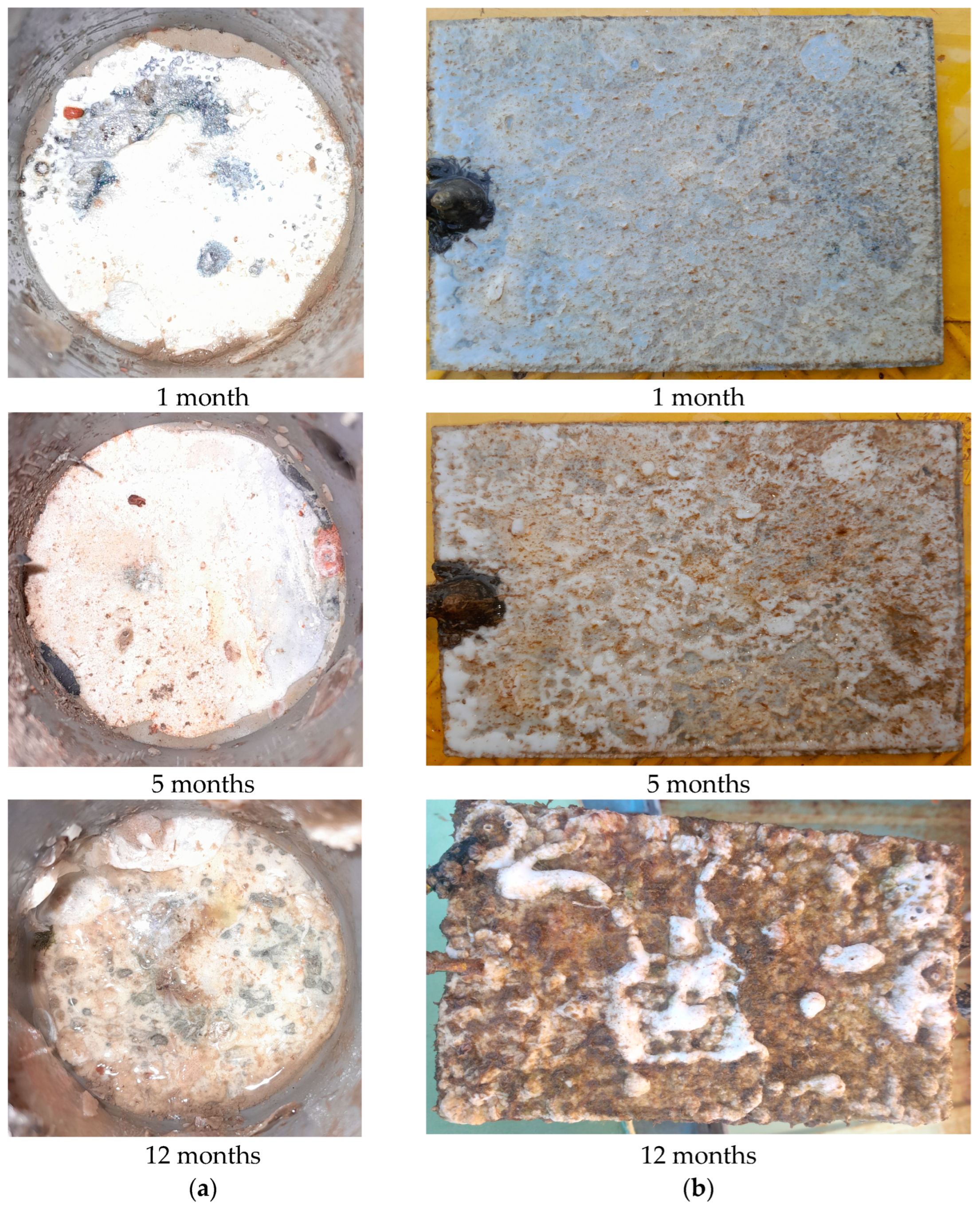 Coatings 14 00644 g008