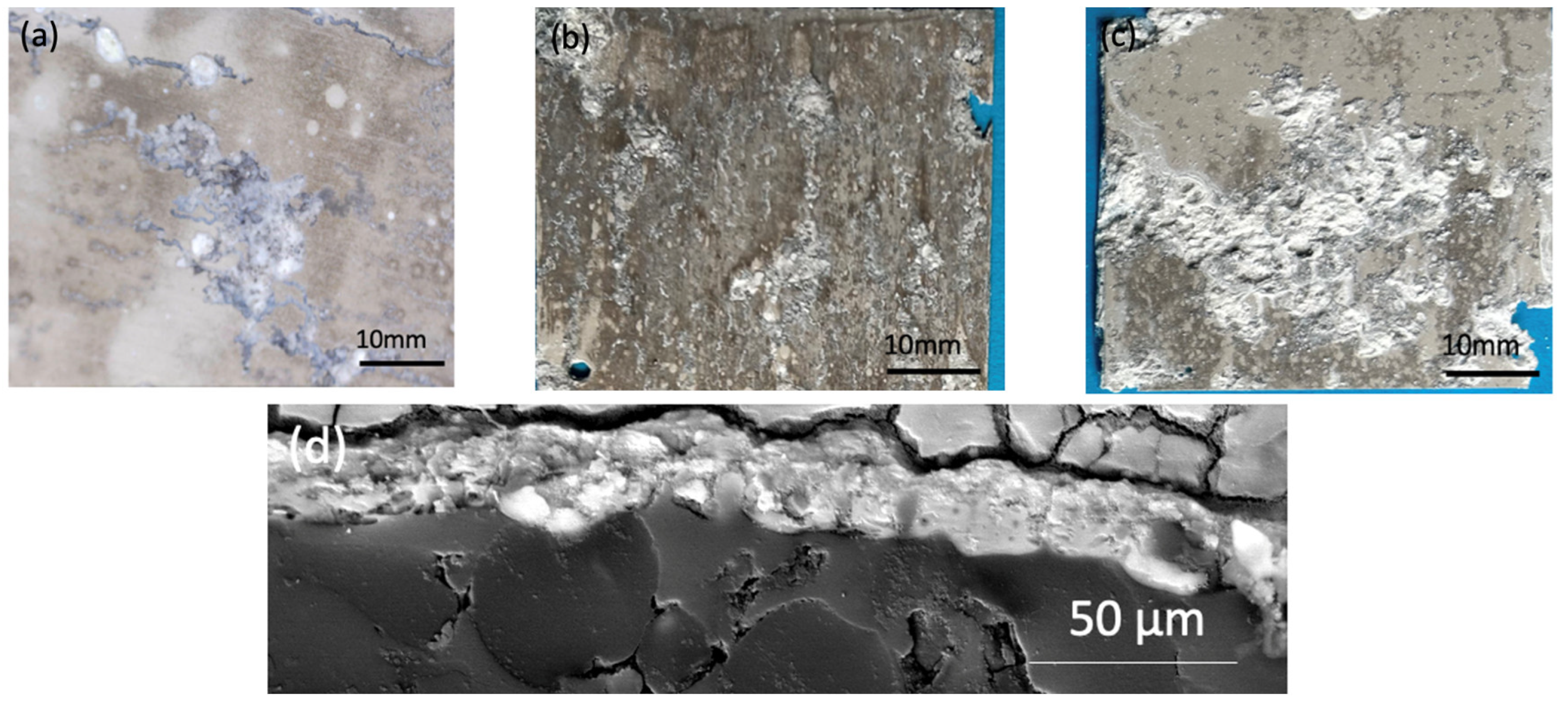 Coatings 14 00653 g007