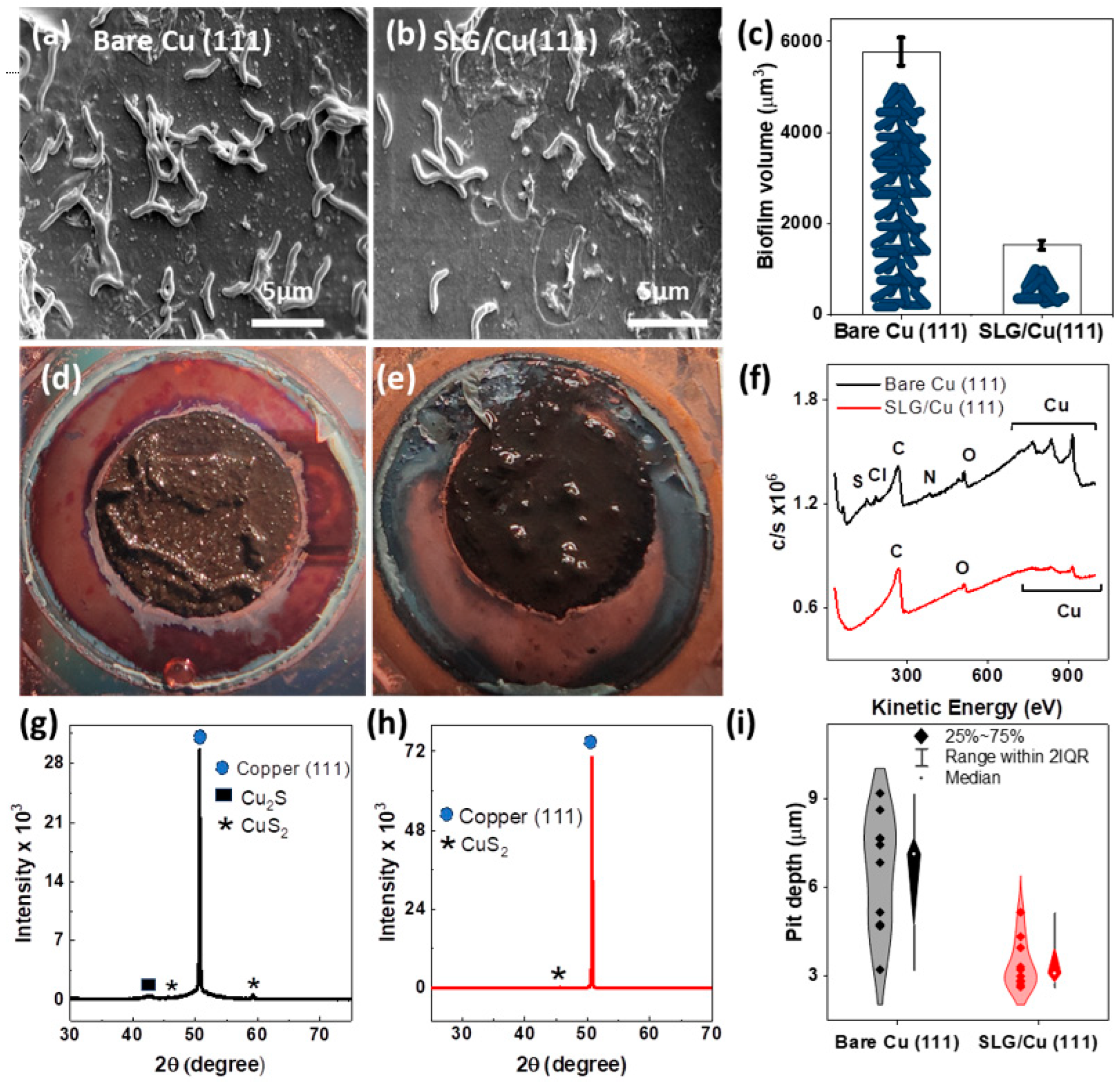 Coatings 14 00656 g004