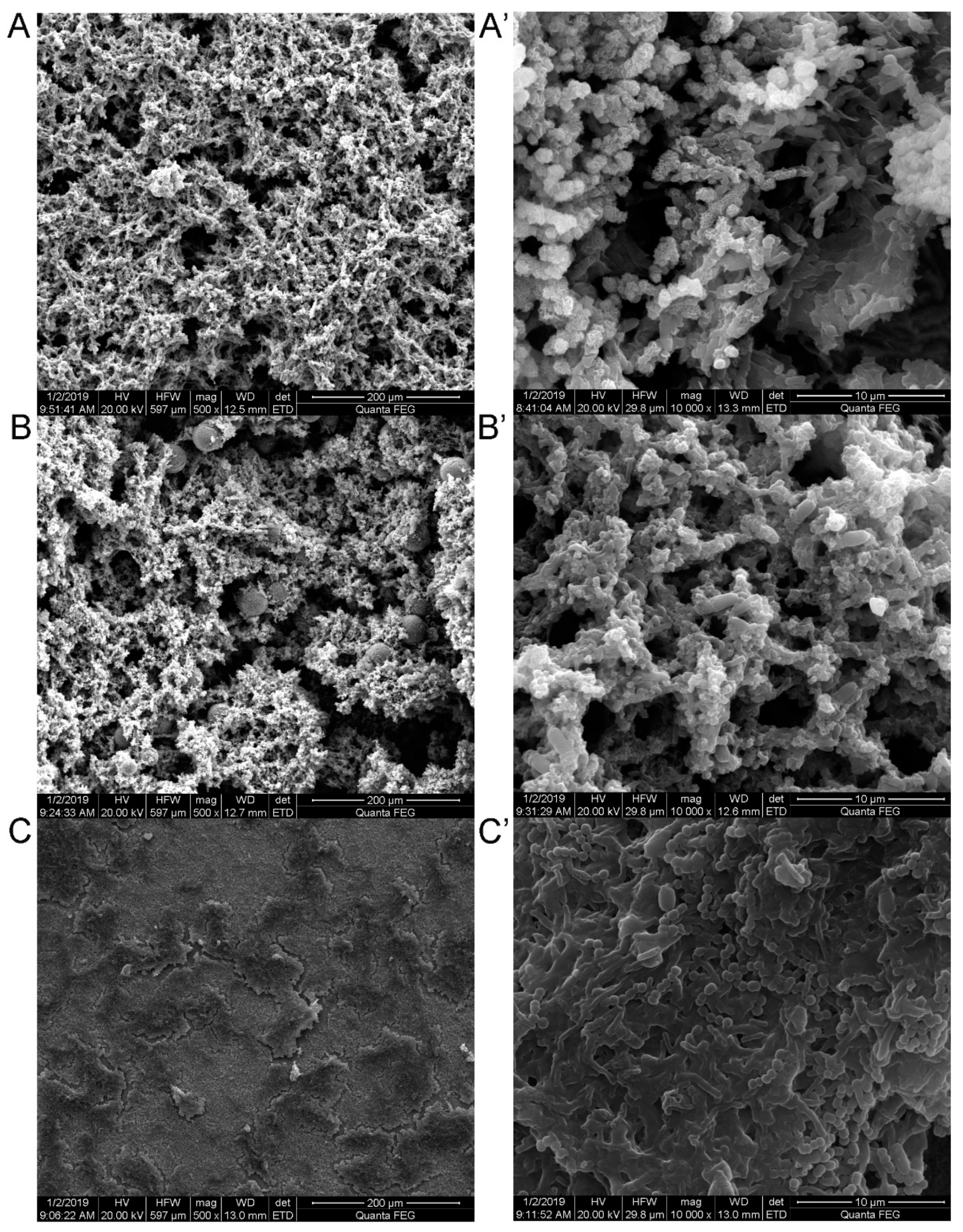 Coatings 14 00788 g002