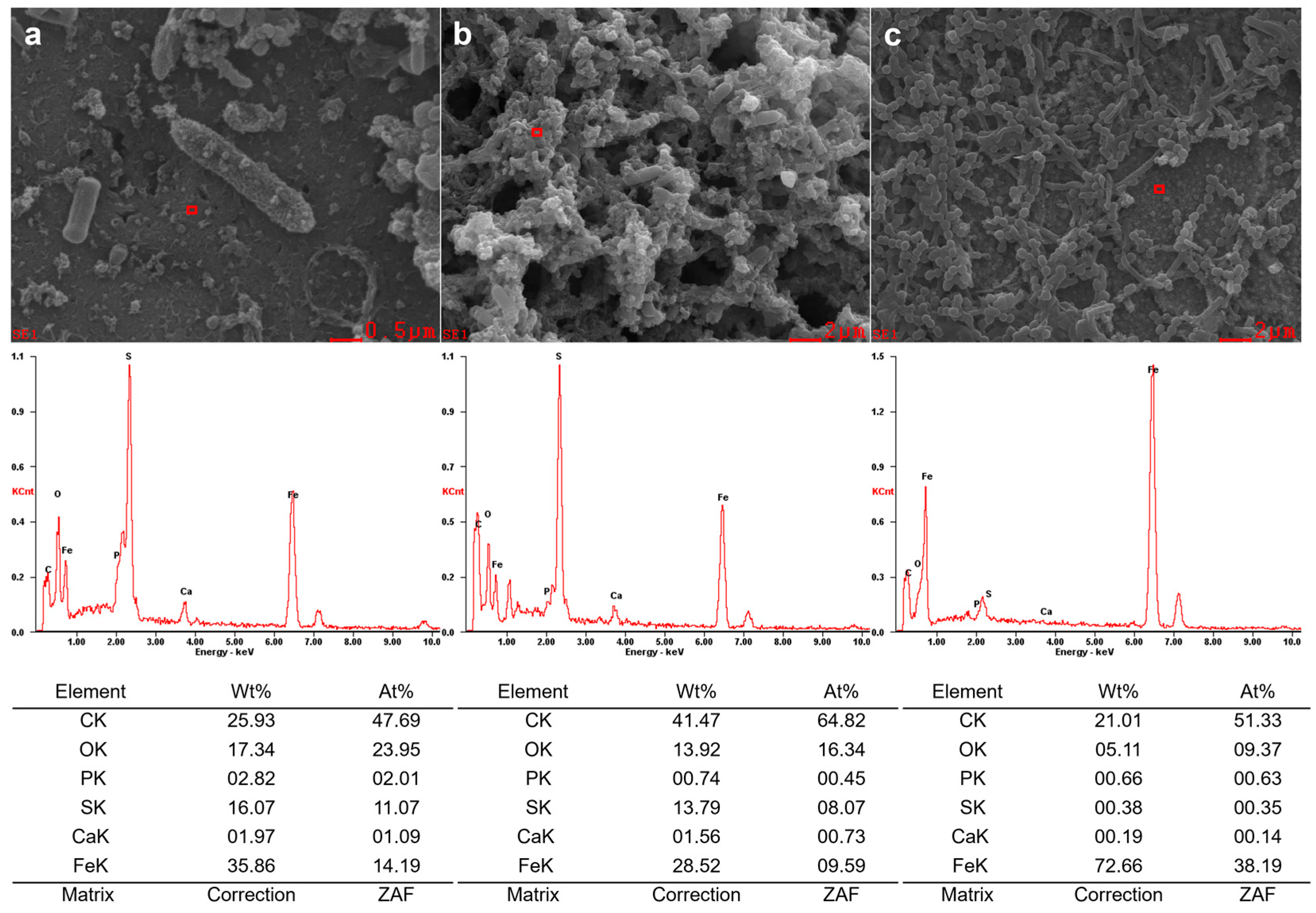 Coatings 14 00788 g006