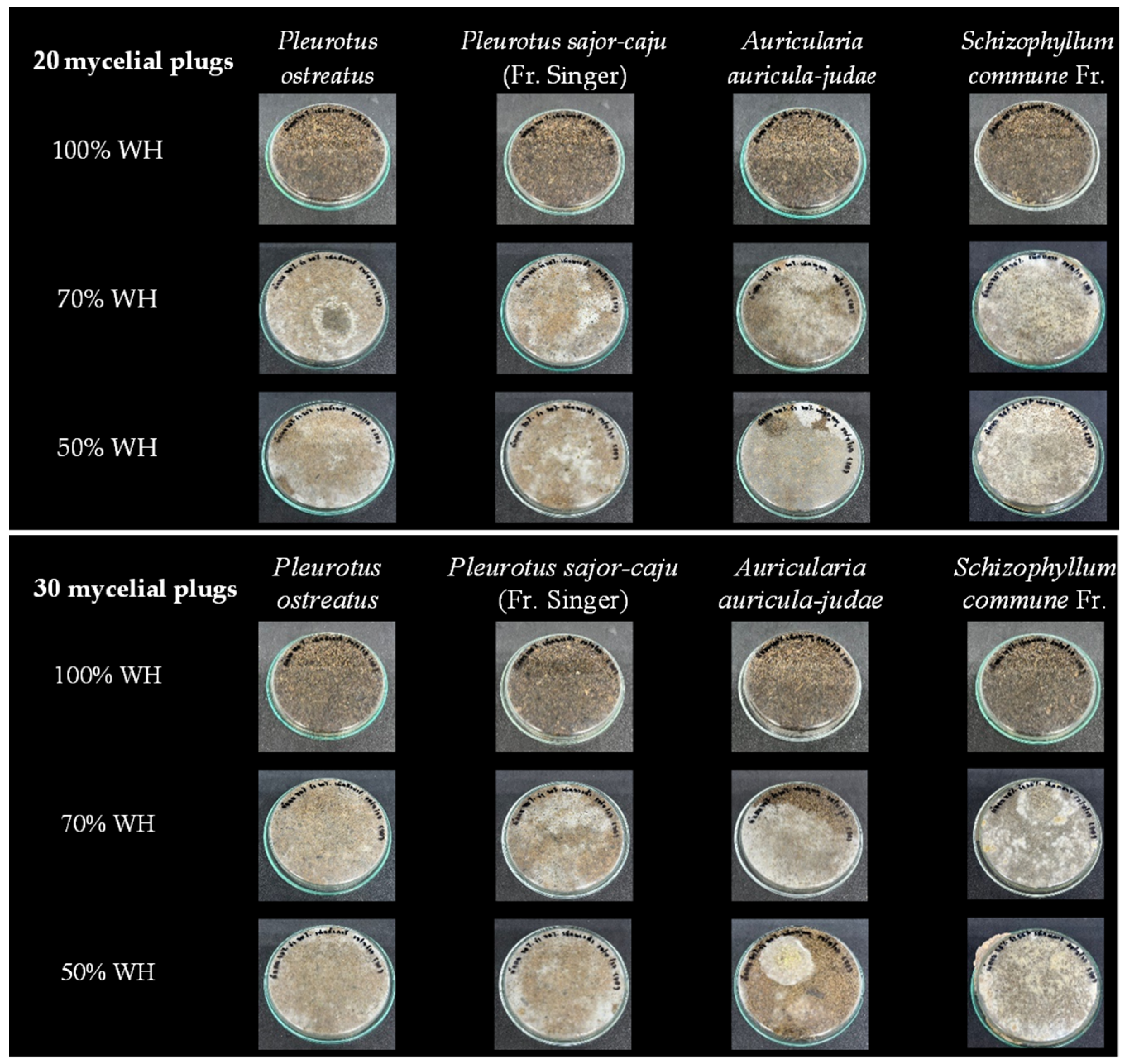 Coatings 14 00862 g001b