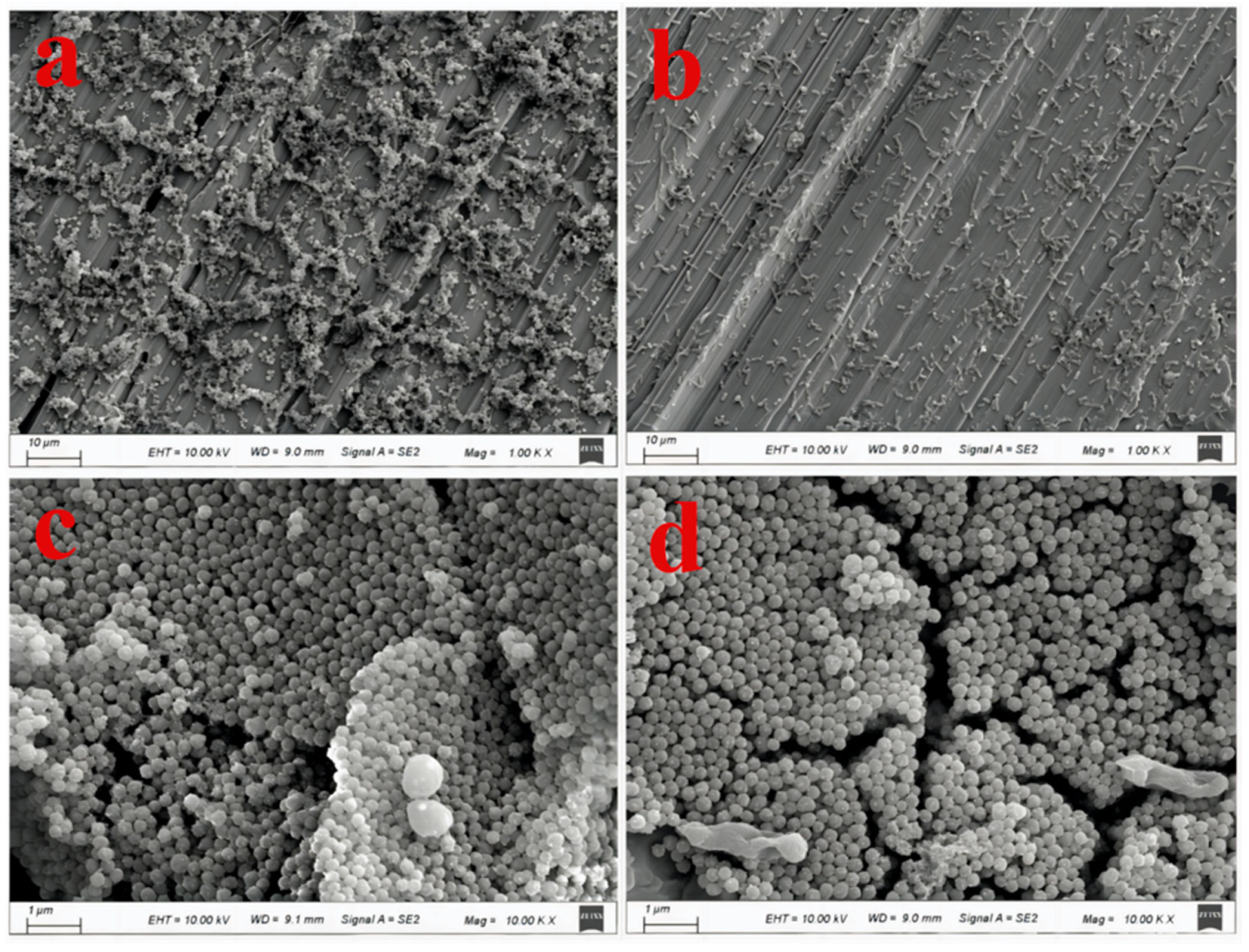 Coatings 14 00887 g011