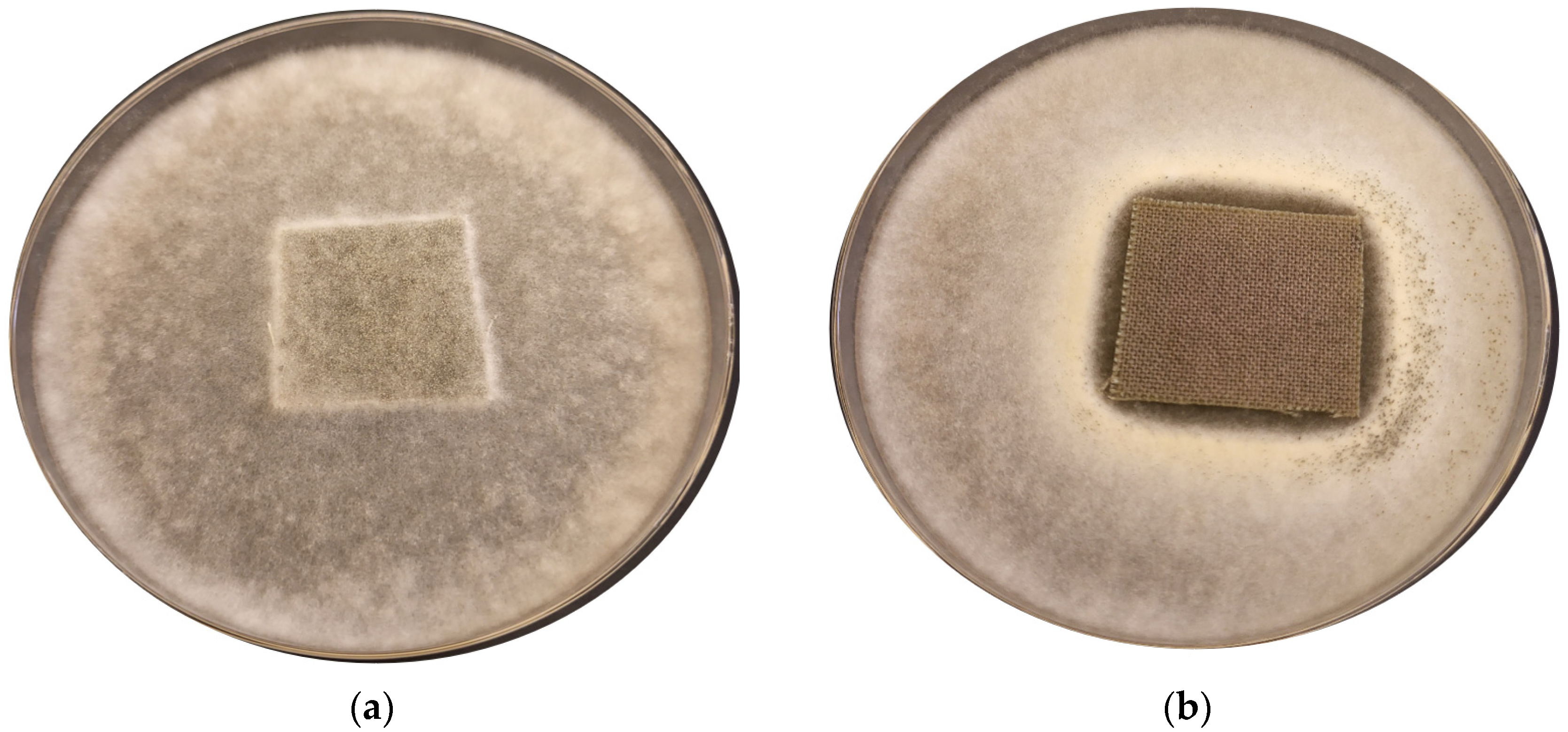 Coatings 14 00900 g007