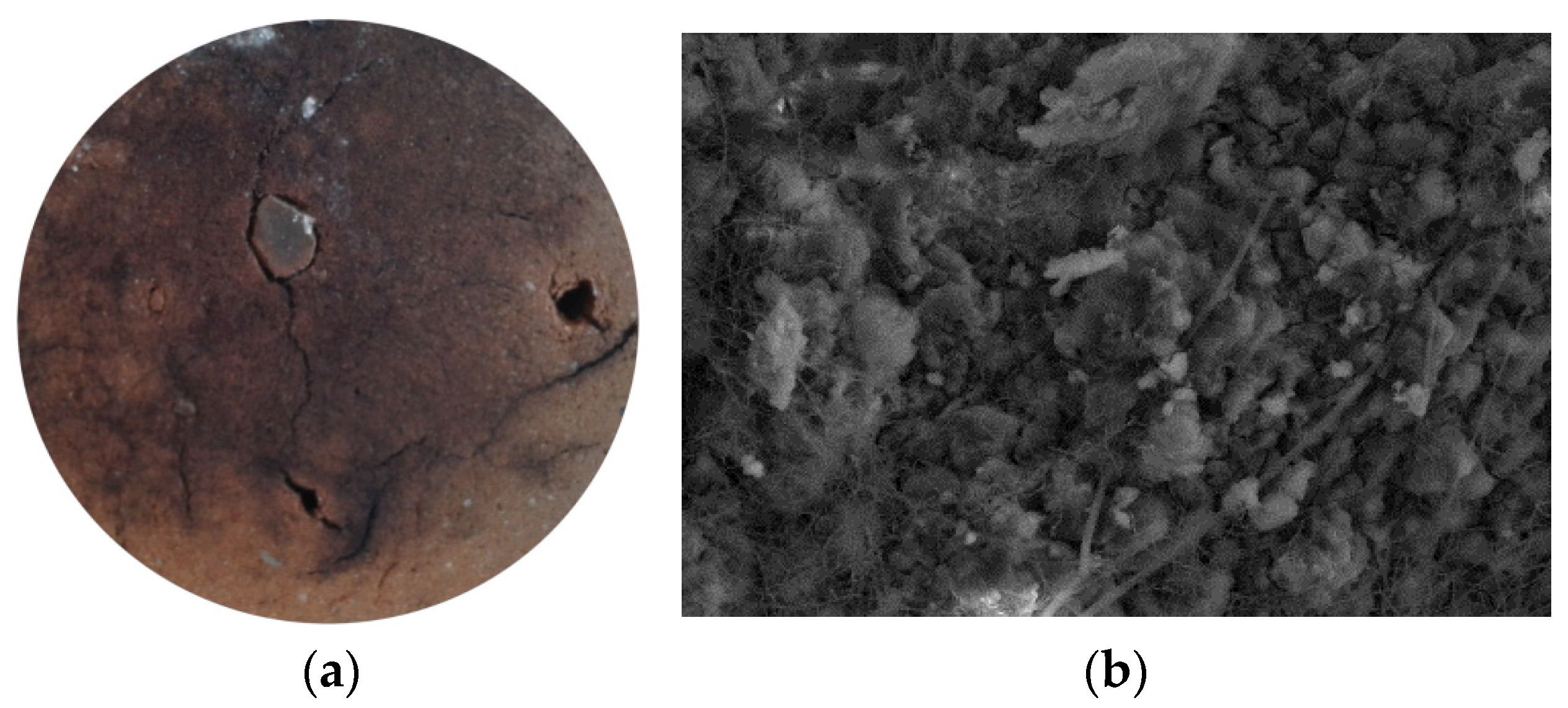 Coatings 14 00985 g004