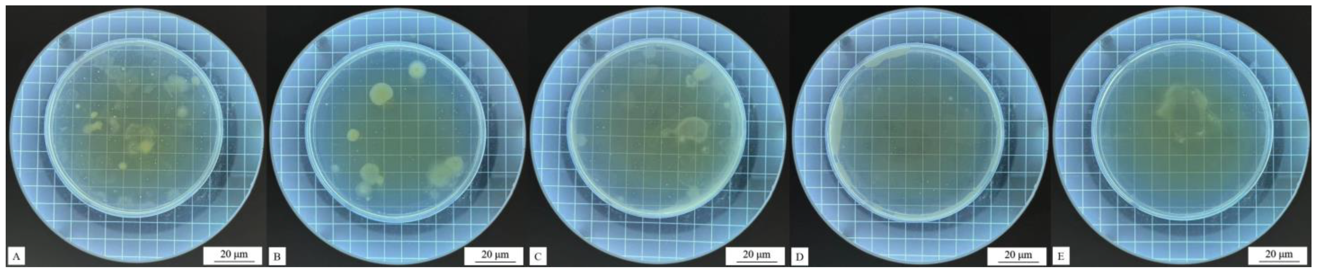 Coatings 14 01011 g011