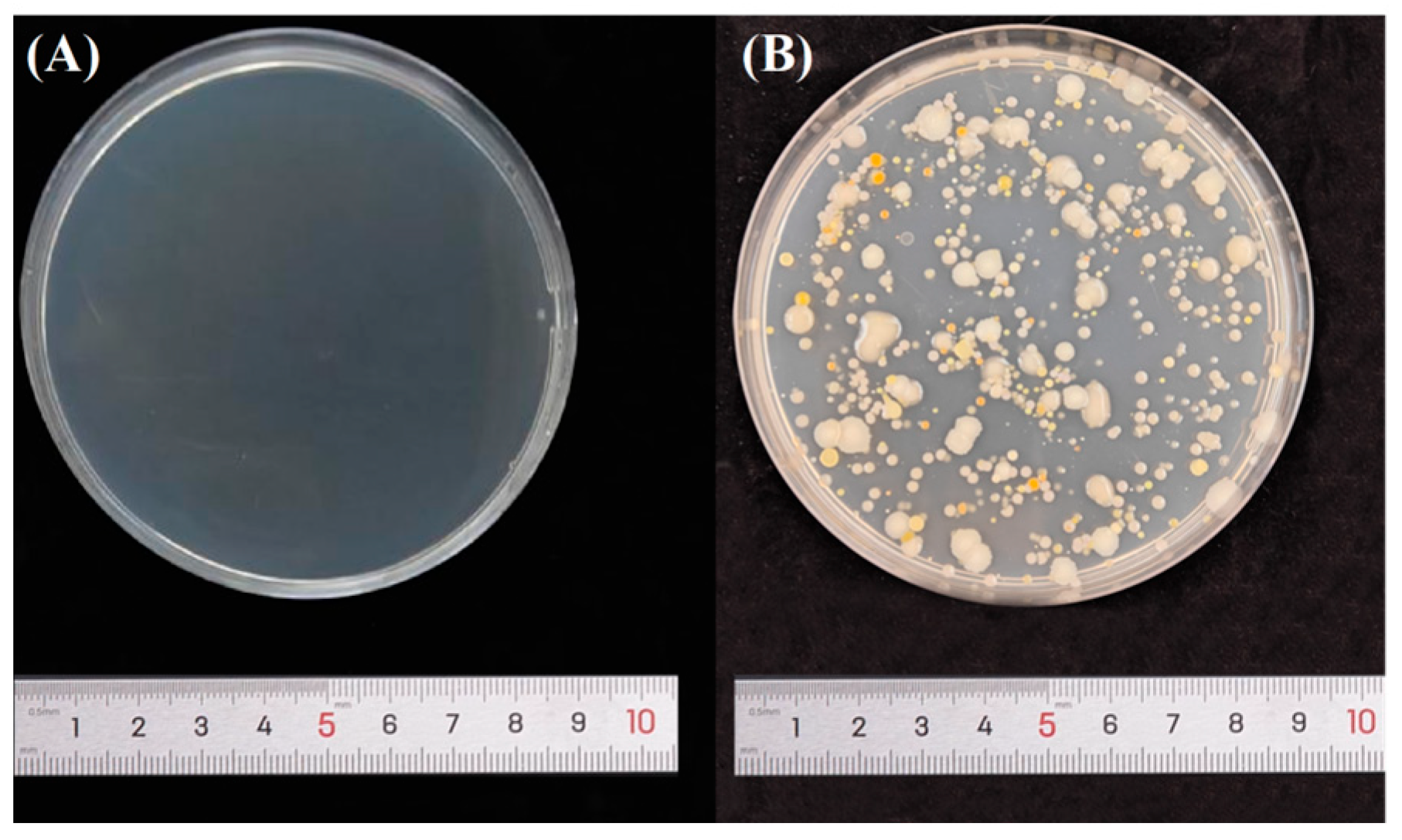 Coatings 14 01430 g013