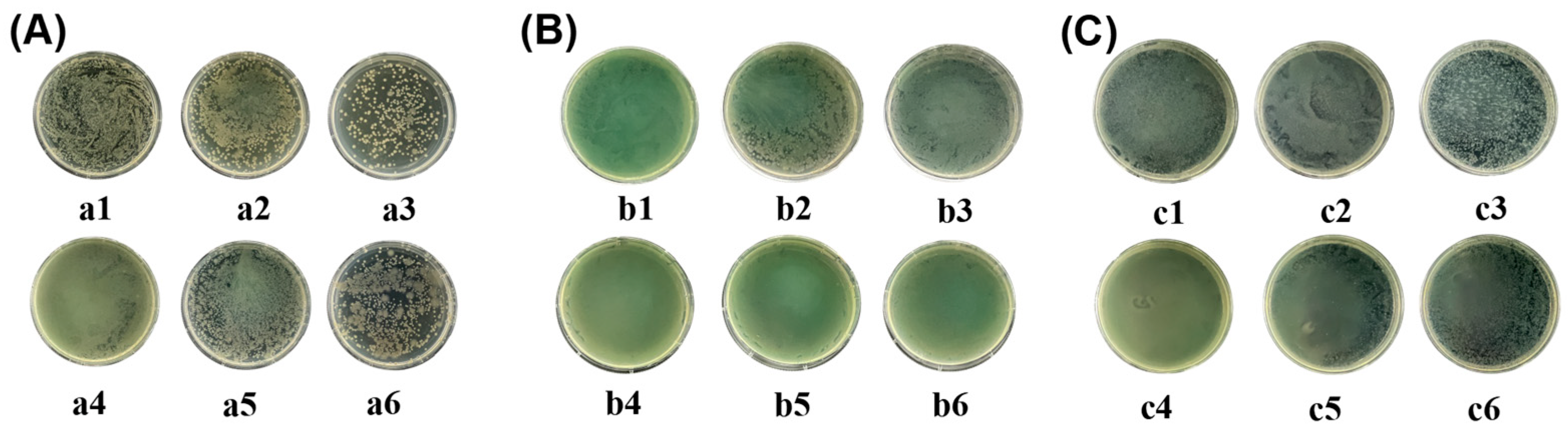 Coatings 14 01430 g014