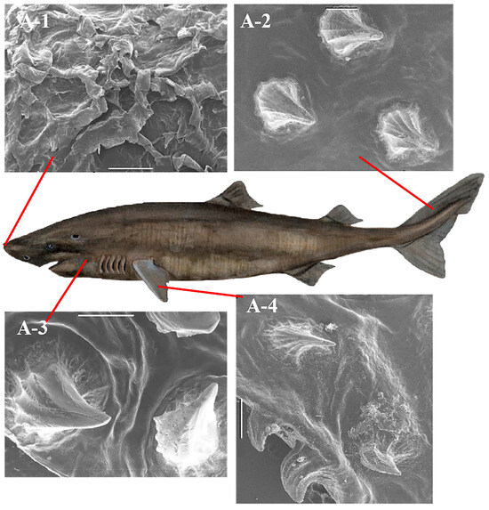 Technologies in Marine Antifouling and Anti-Corrosion Coatings: A  Comprehensive Review