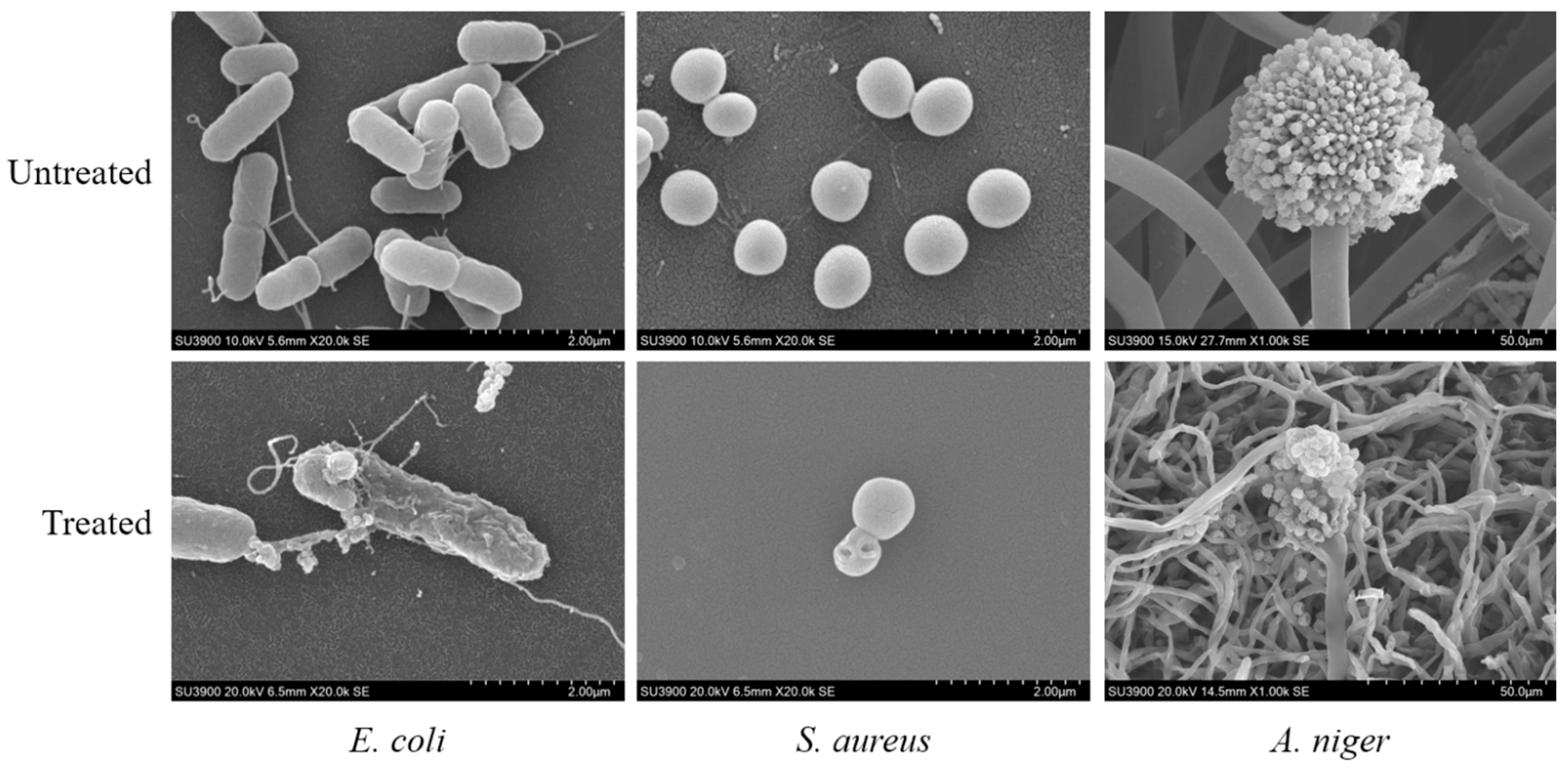 Coatings 14 01501 g005