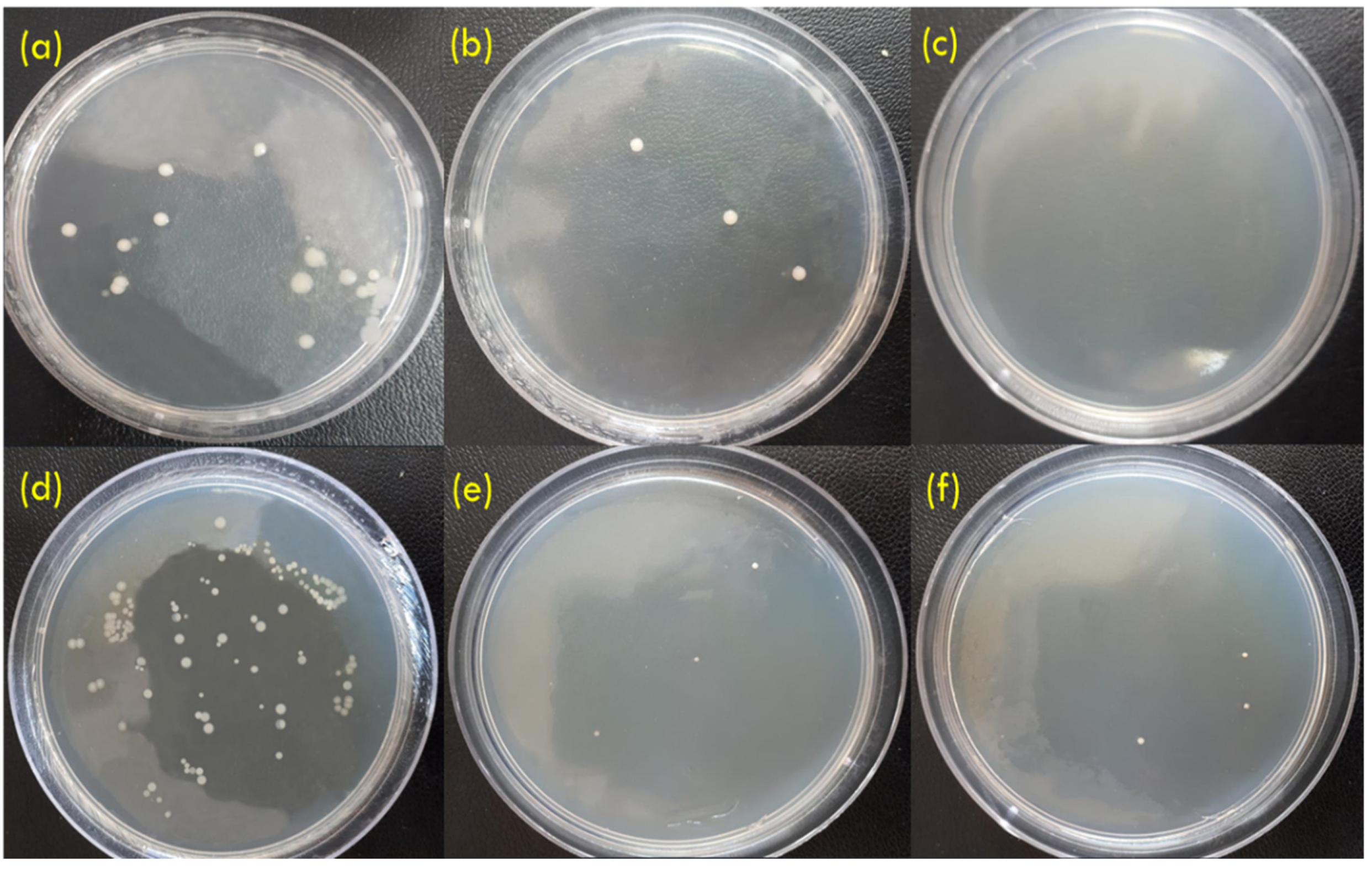 Coatings 14 01522 g011