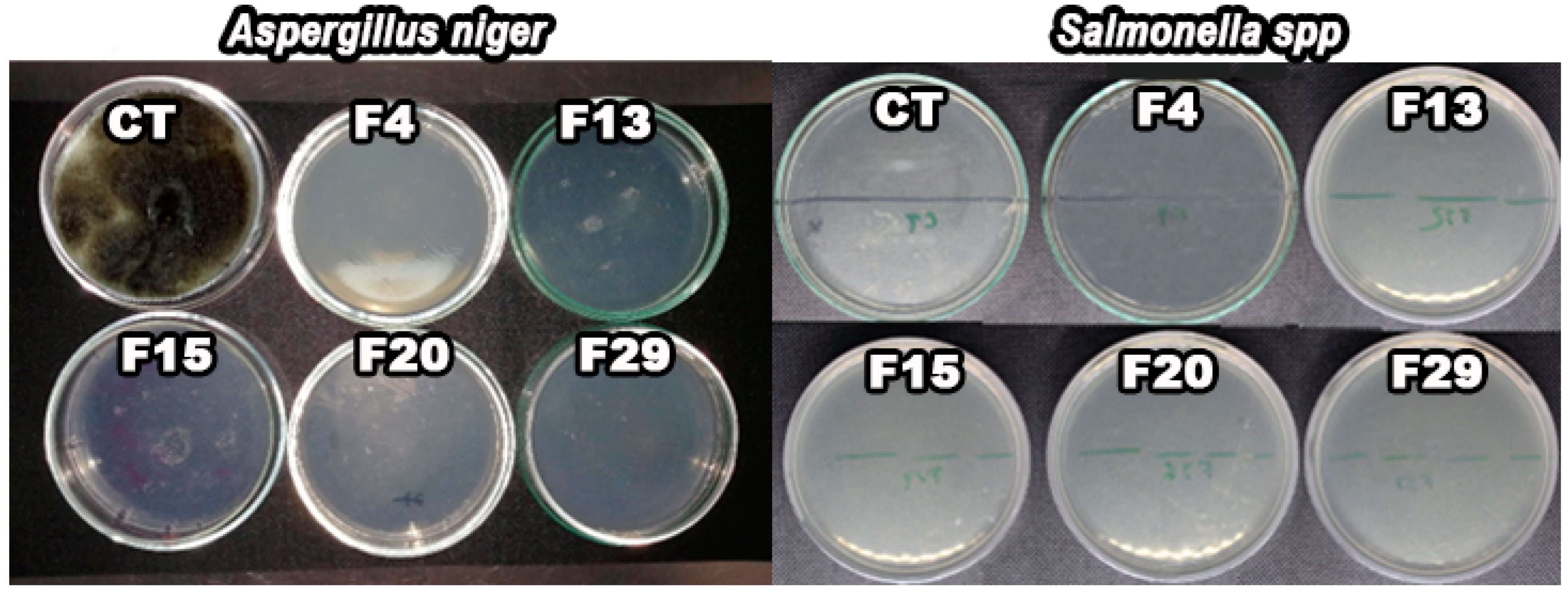 Coatings 14 01525 g005