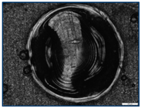 Coatings 15 00072 i001