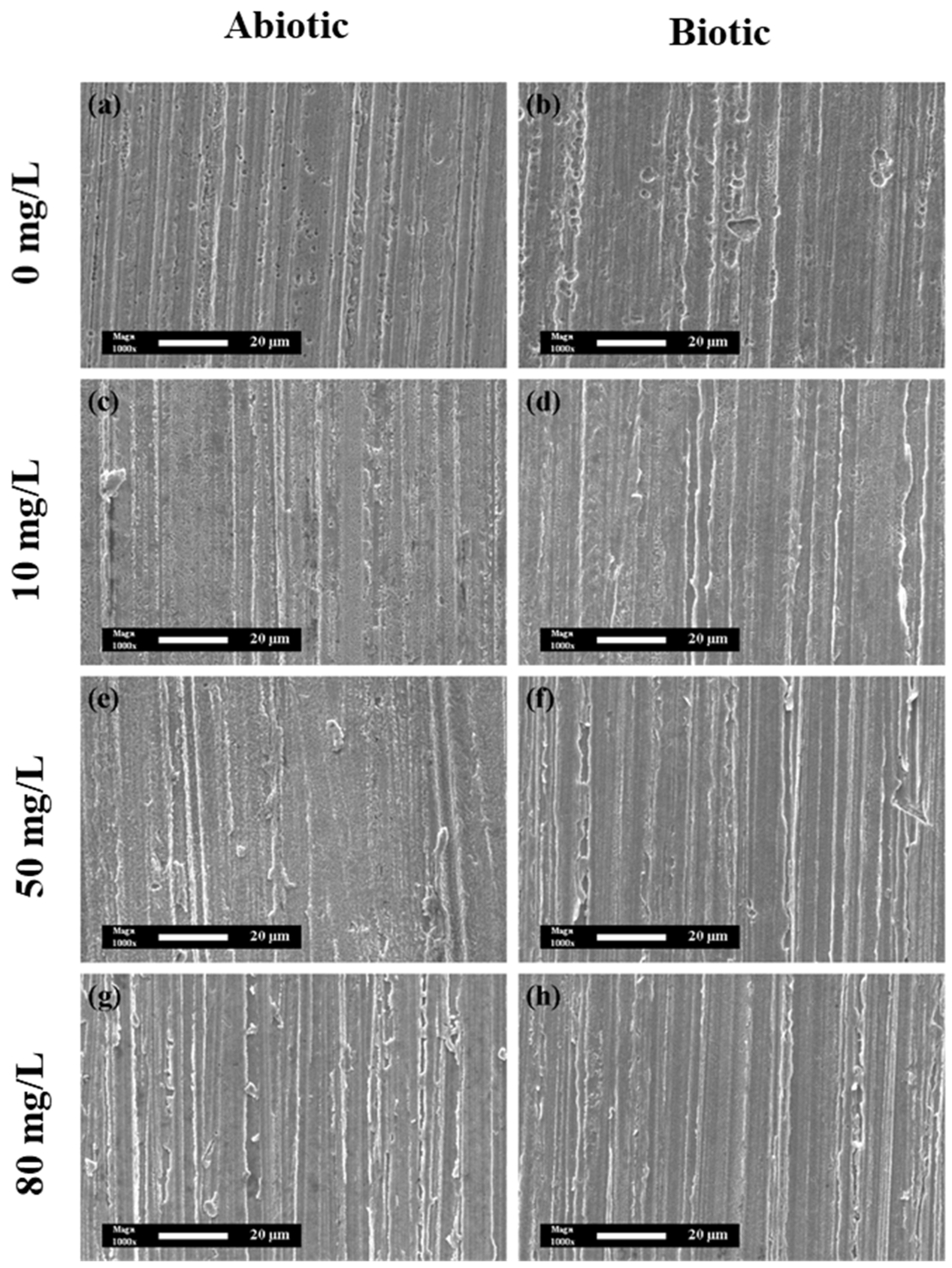 Coatings 15 00308 g010