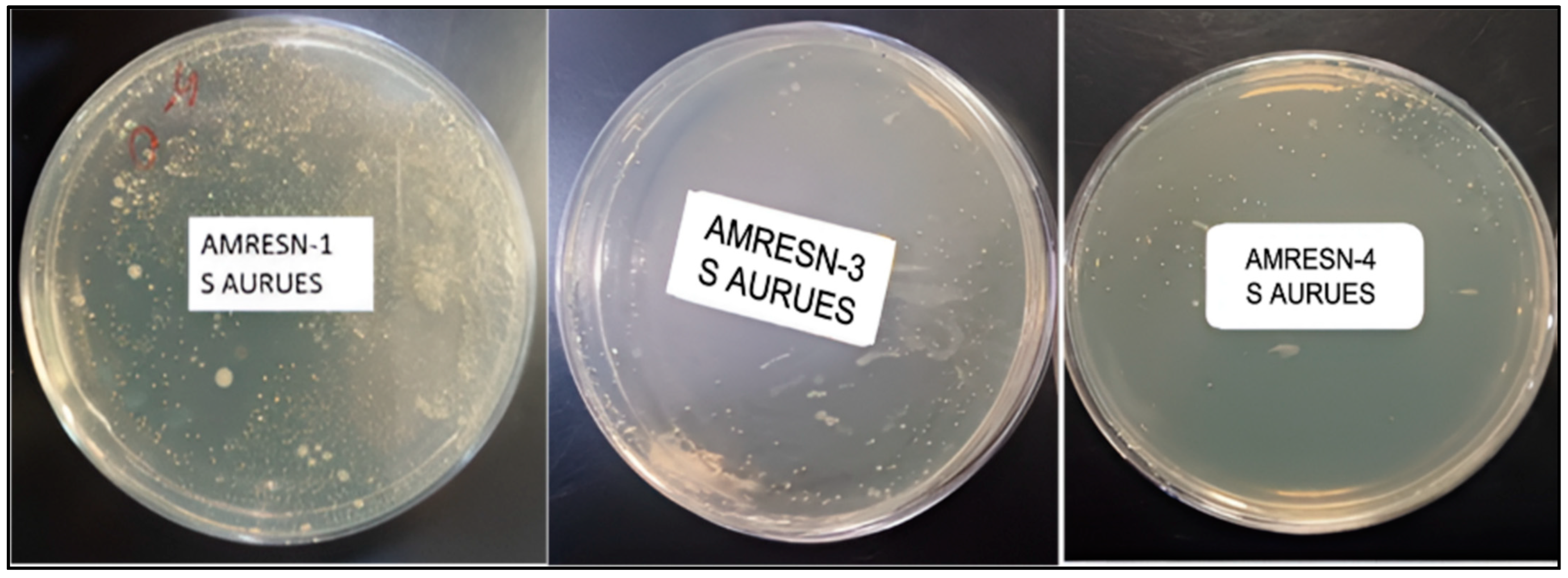 Coatings 15 00370 g016