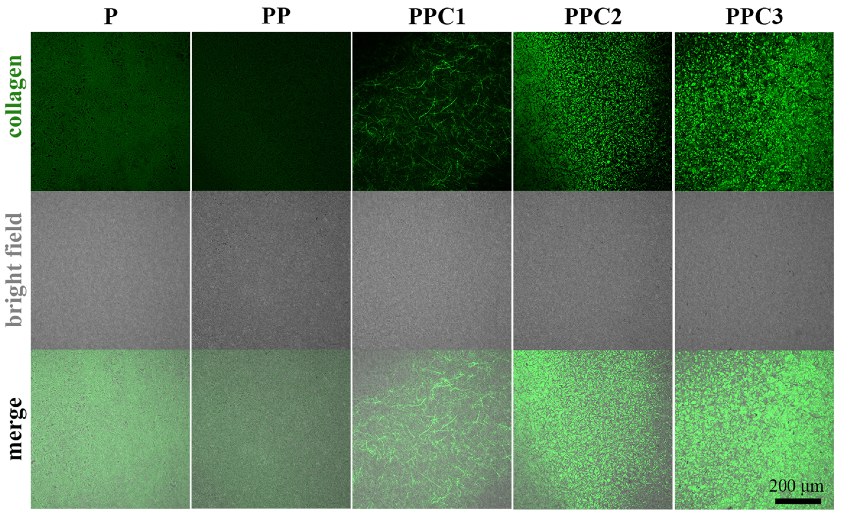 Coatings 15 00416 g003