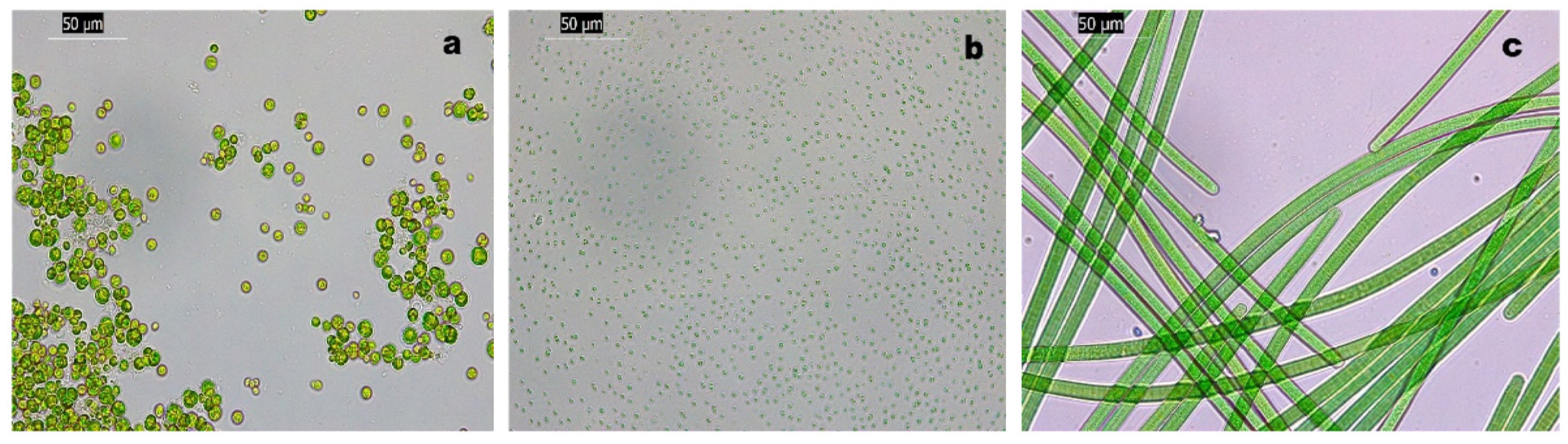 Coatings 15 00462 g003