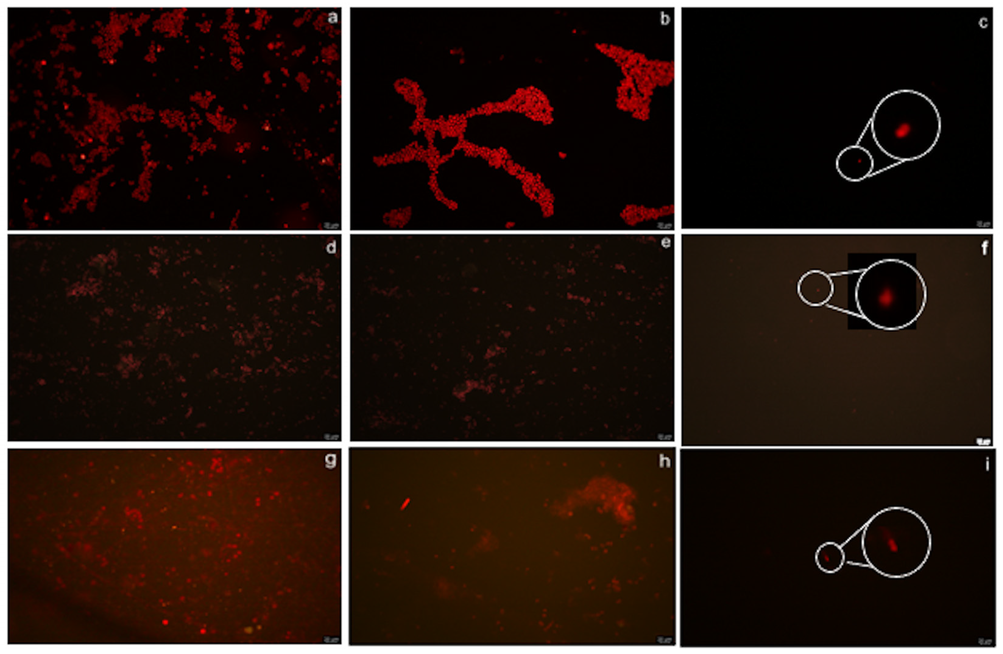 Coatings 15 00462 g005