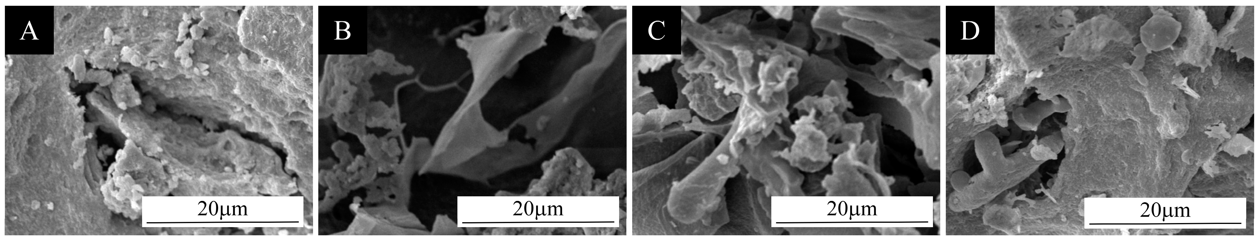 Coatings 15 00517 g004