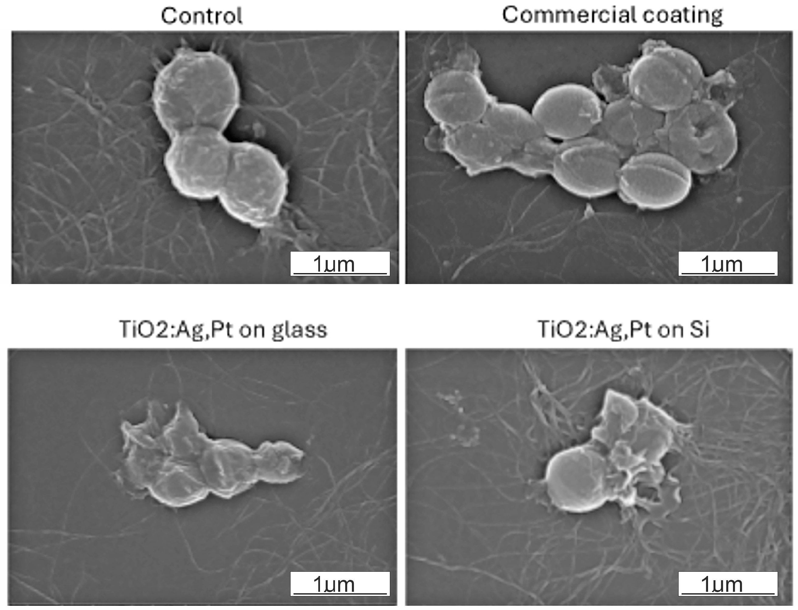 Coatings 15 00587 g016