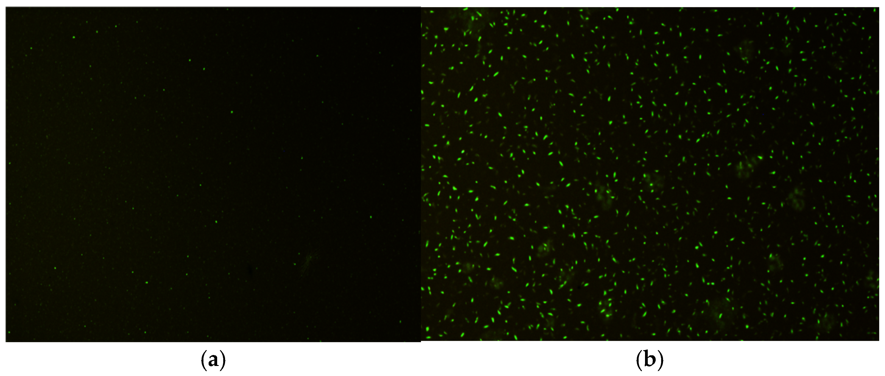 Coatings 15 00625 g004