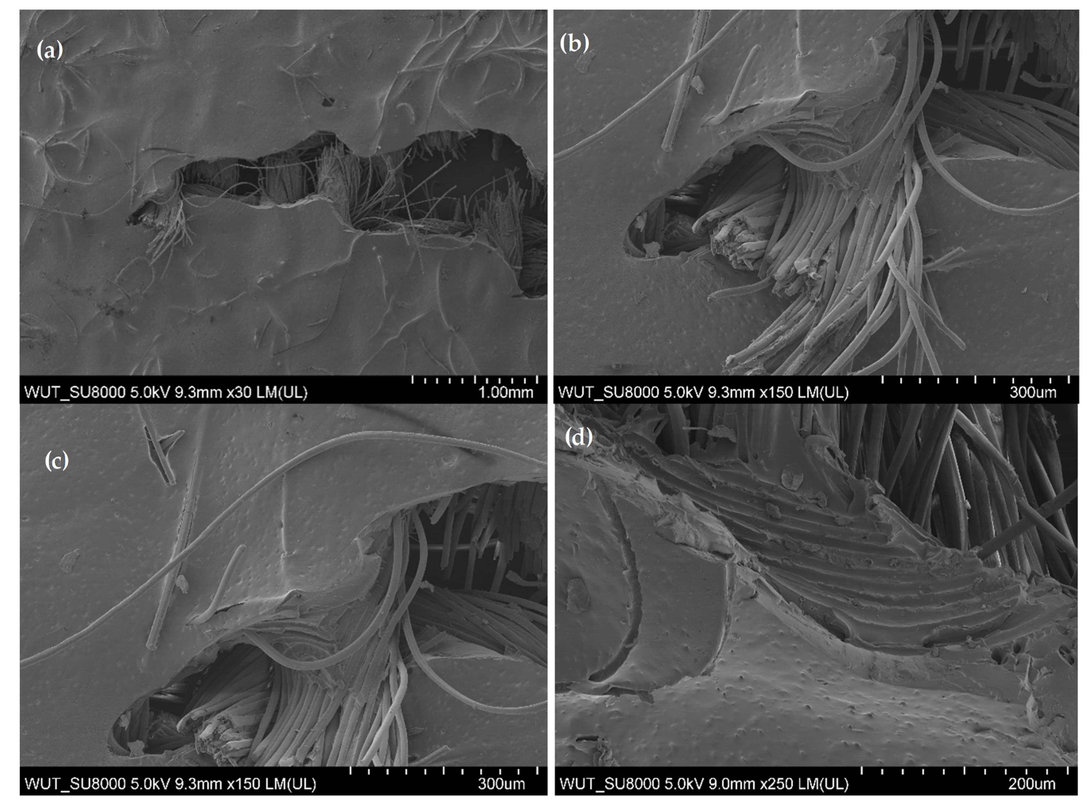 Coatings 15 00705 g012