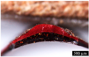 Coatings 15 00712 i016