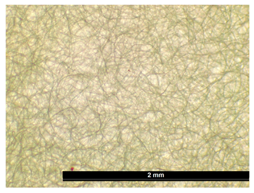 Coatings 15 00720 i001