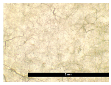 Coatings 15 00720 i013