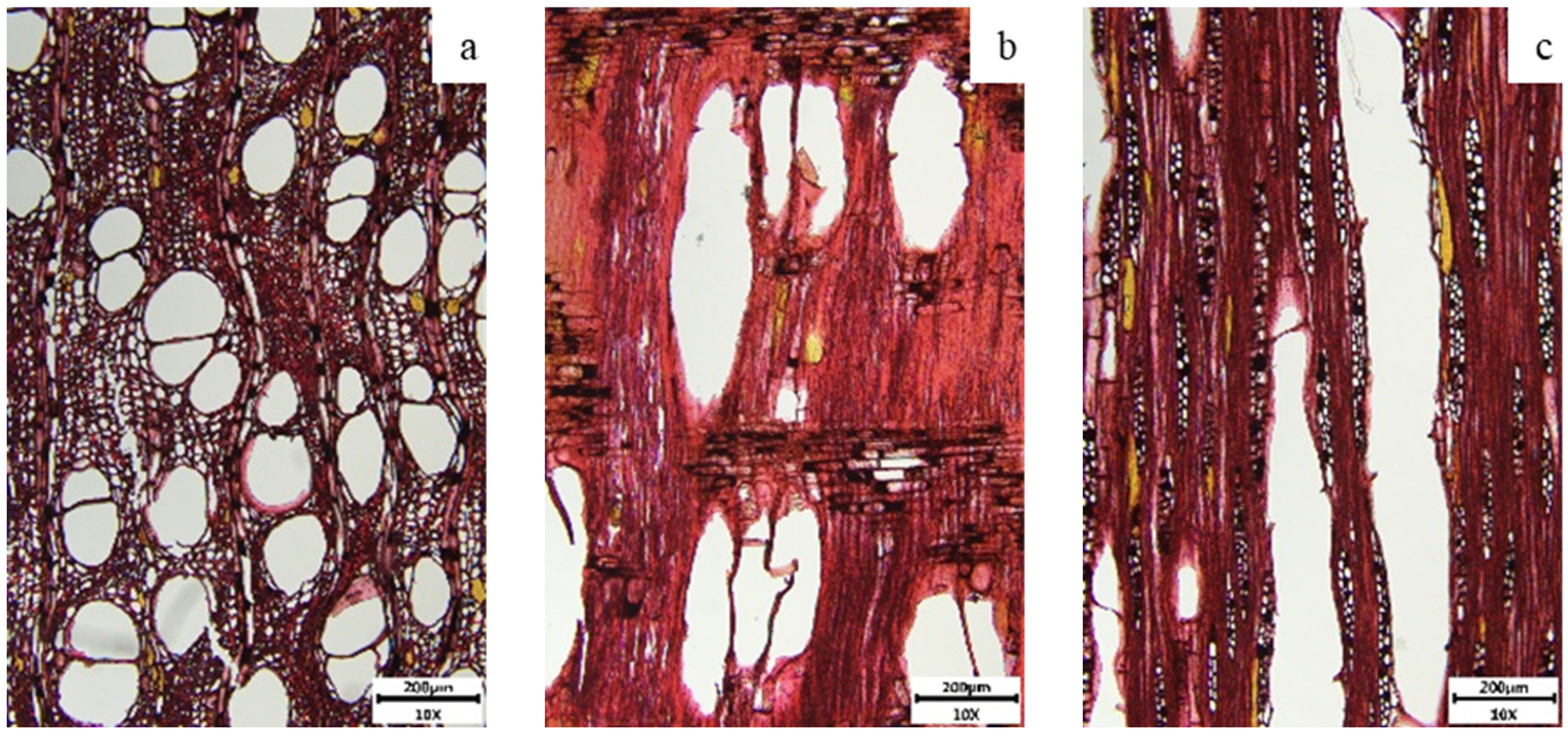 Coatings 15 00752 g004