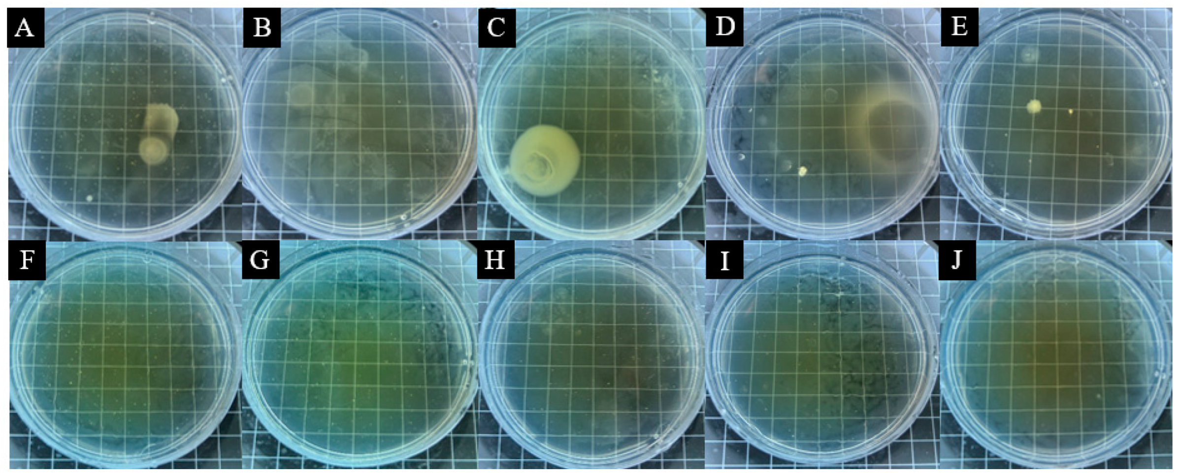 Coatings 15 00938 g010 Coatings 15 00938 g010