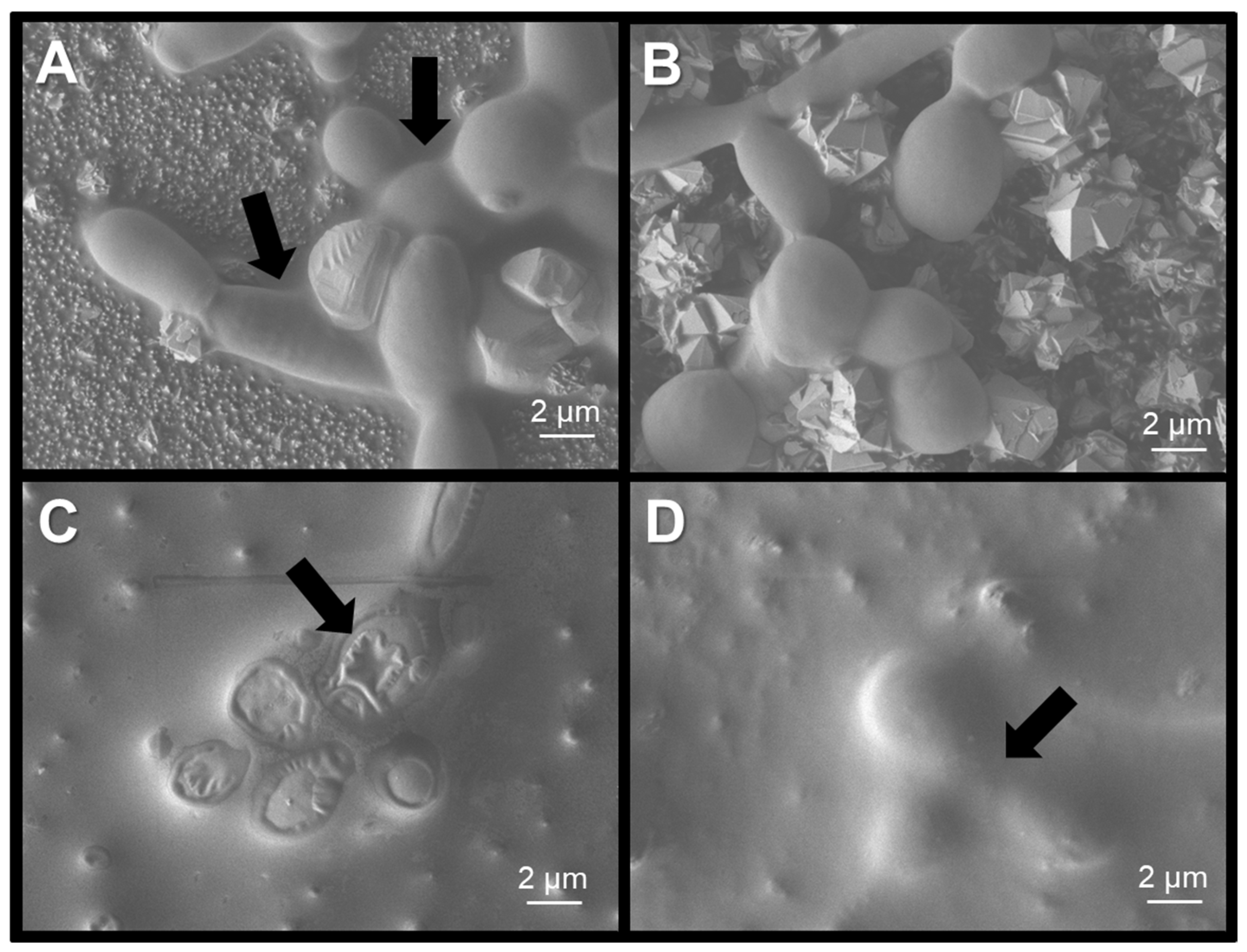 Coatings 15 00968 g008 Coatings 15 00968 g008