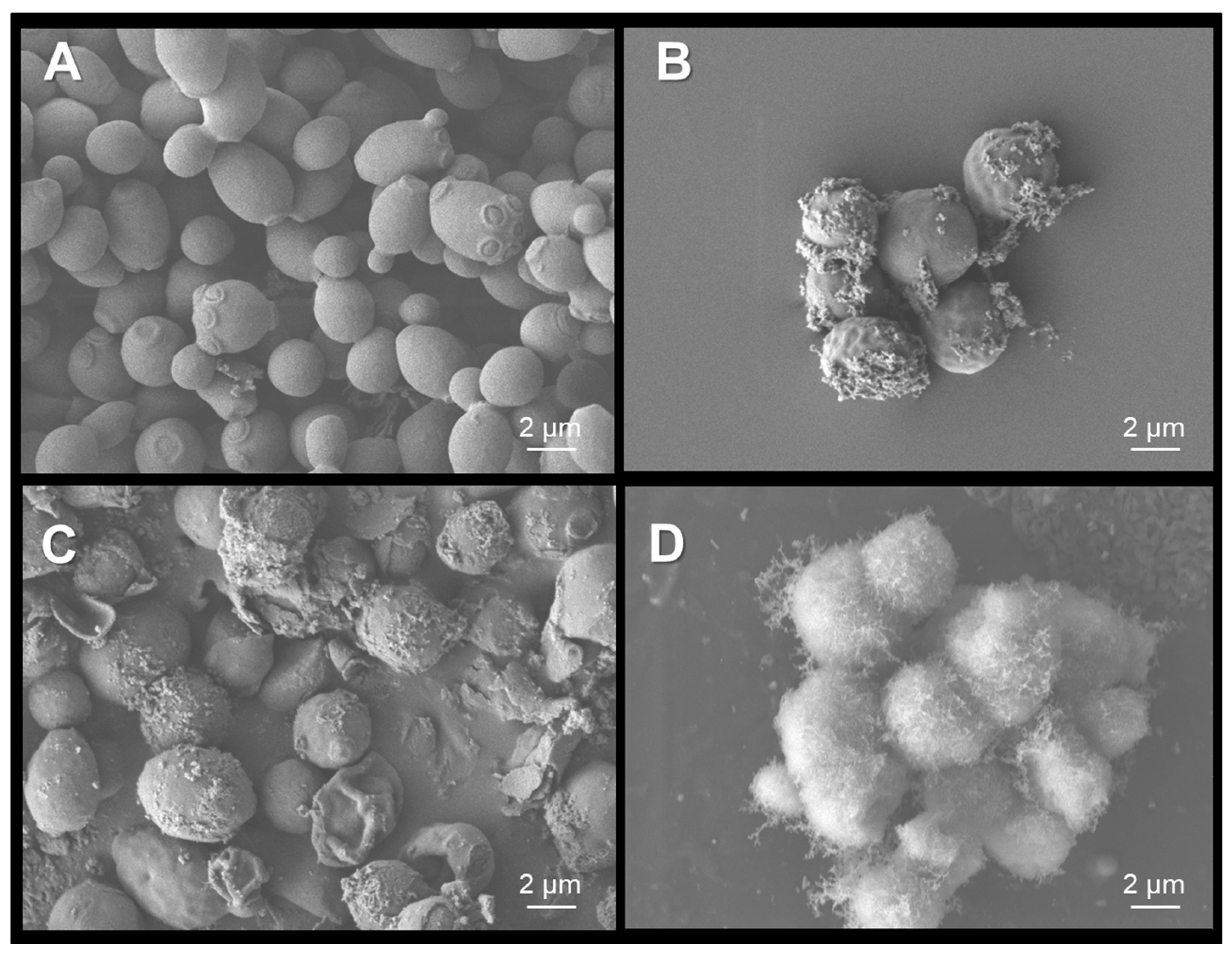 Coatings 15 00968 g009 Coatings 15 00968 g009